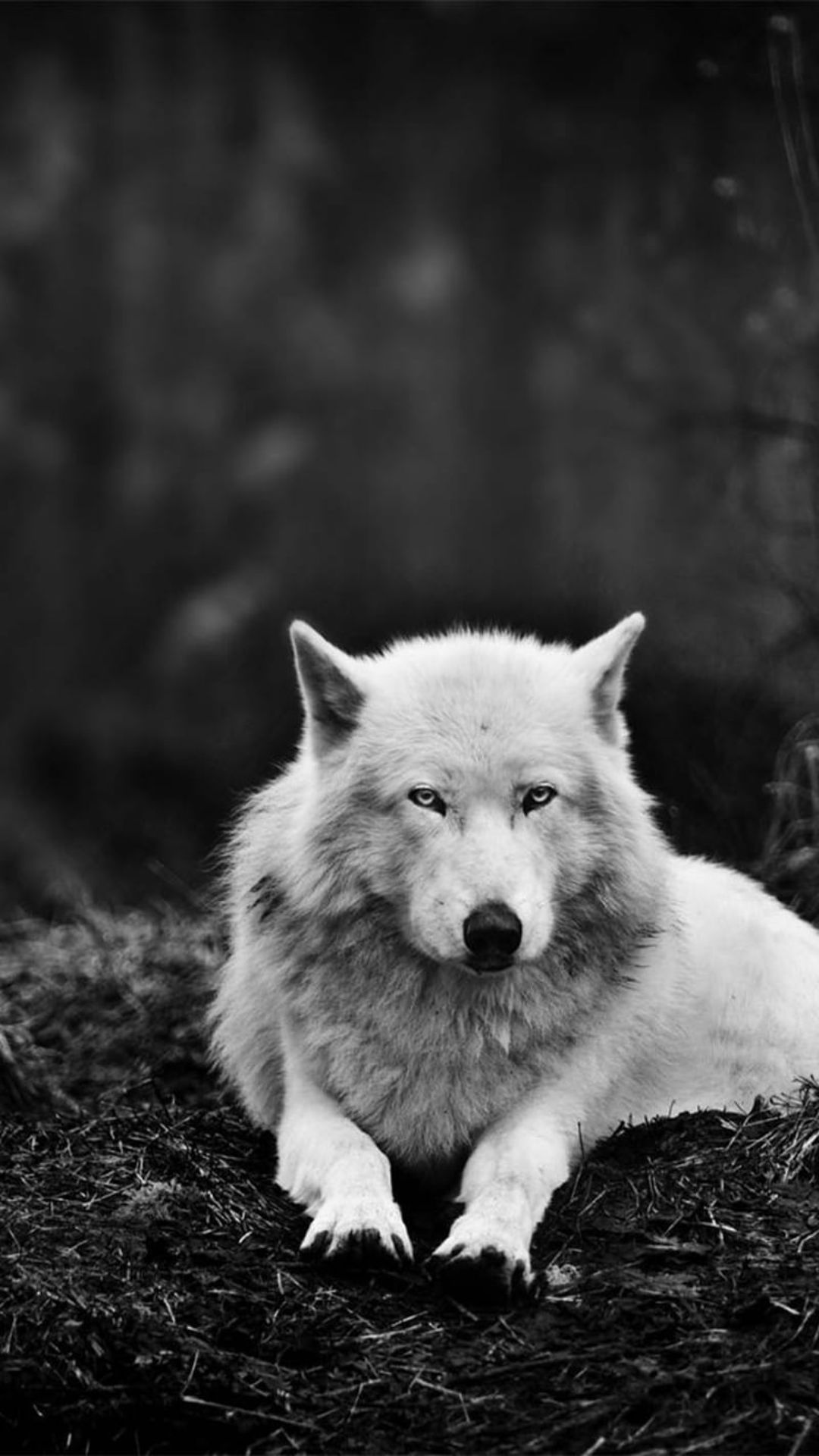 White Wolf Wallpaper