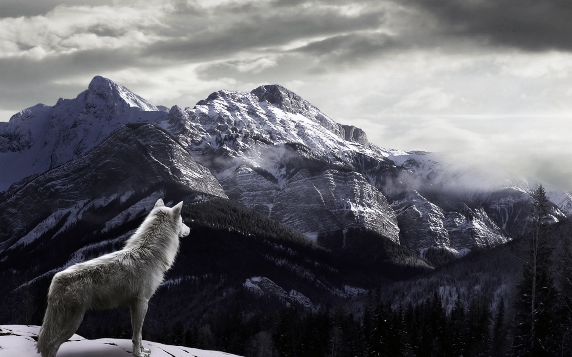 Free download White Wolf In Mountains Wallpaper for Widescreen Desktop [1920x1200] for your Desktop, Mobile & Tablet. Explore Wolves Desktop Wallpaper. Free Wolves Wallpaper, Wallpaper Wolves, Wolves Wallpaper
