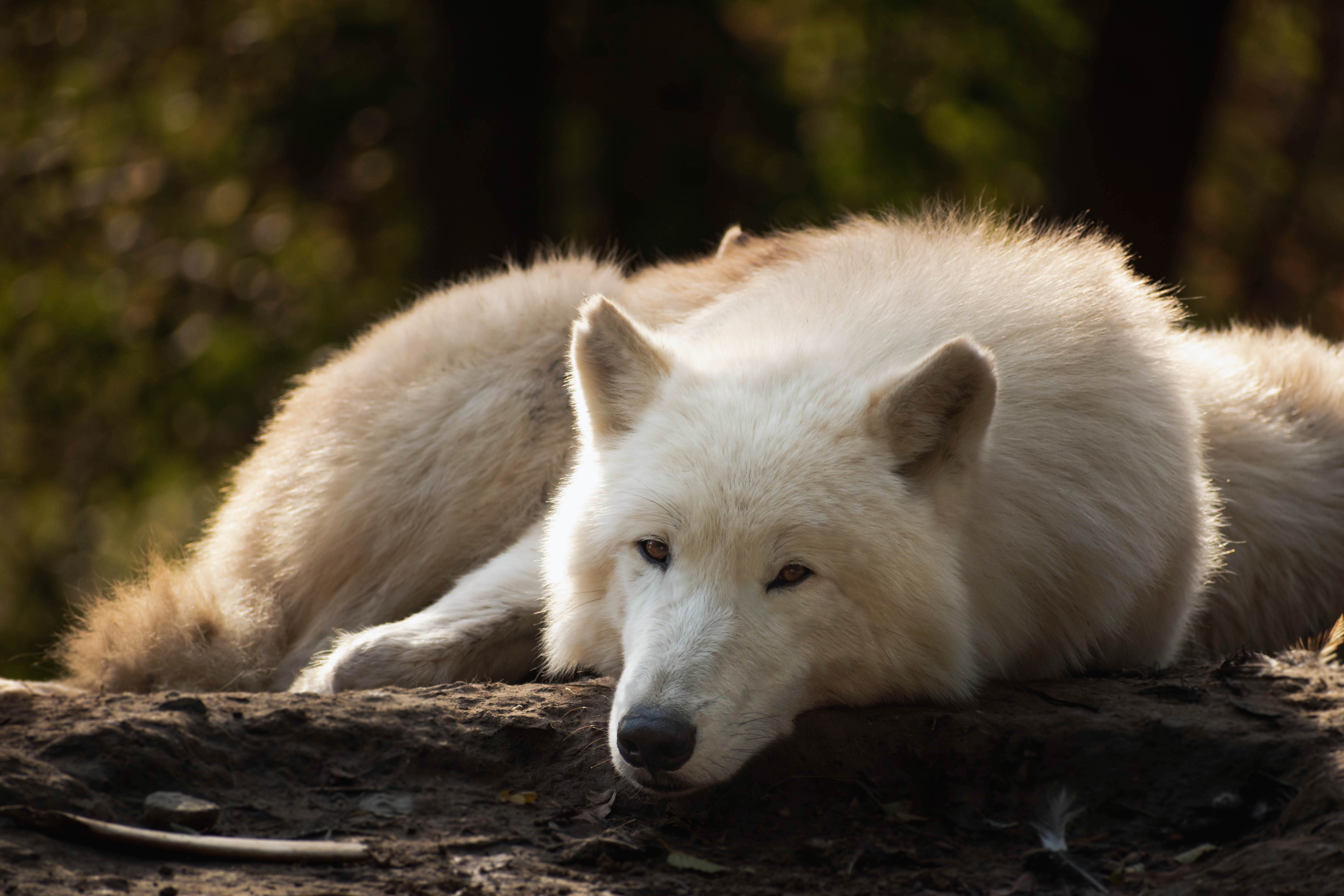 HD desktop wallpaper: Wolf, Animal, White Wolf, Arctic Wolf download free picture