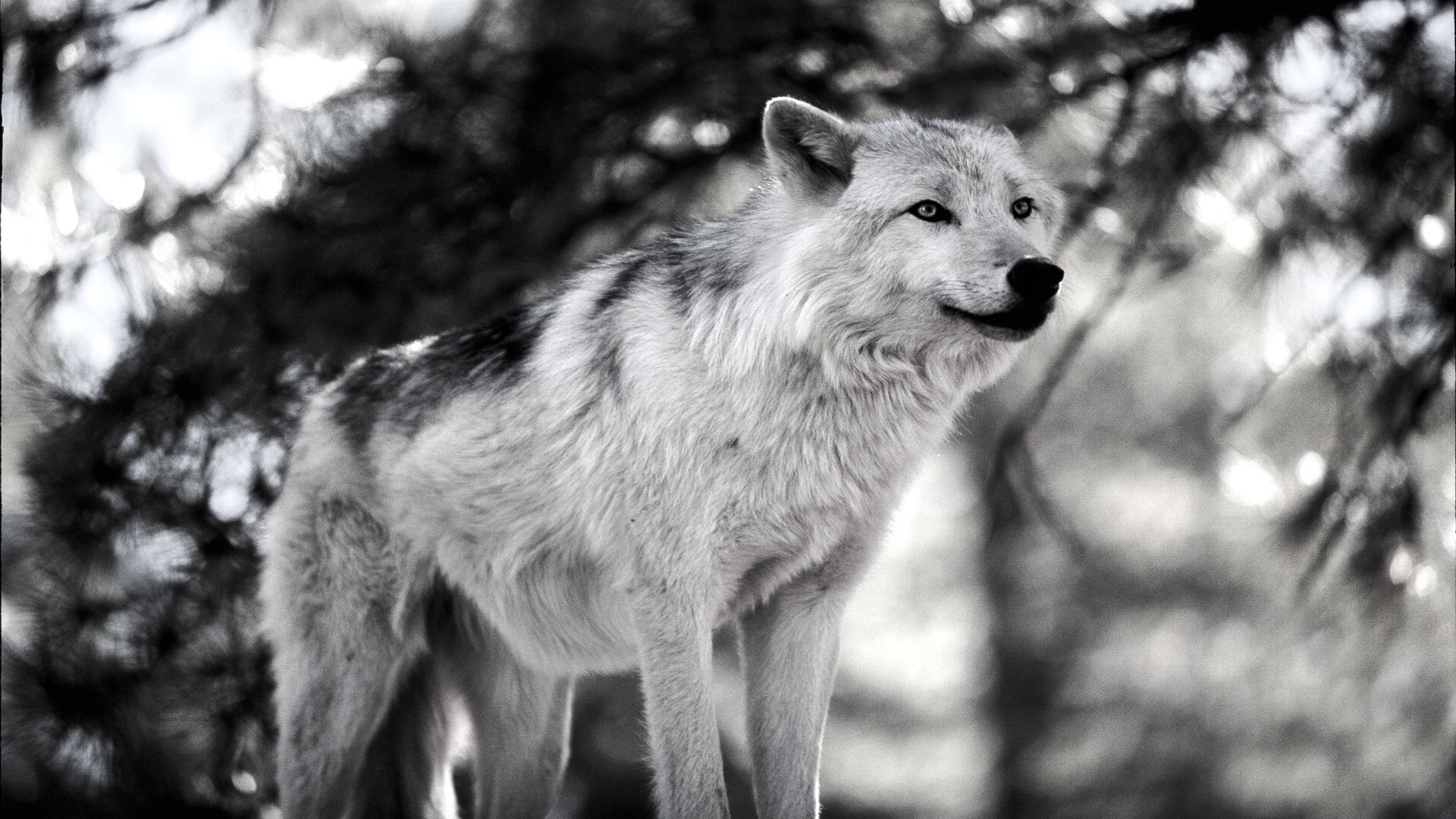 1920x1080 wolf wallpaper desktop background JPG 472 kB Gallery HD Wallpaper