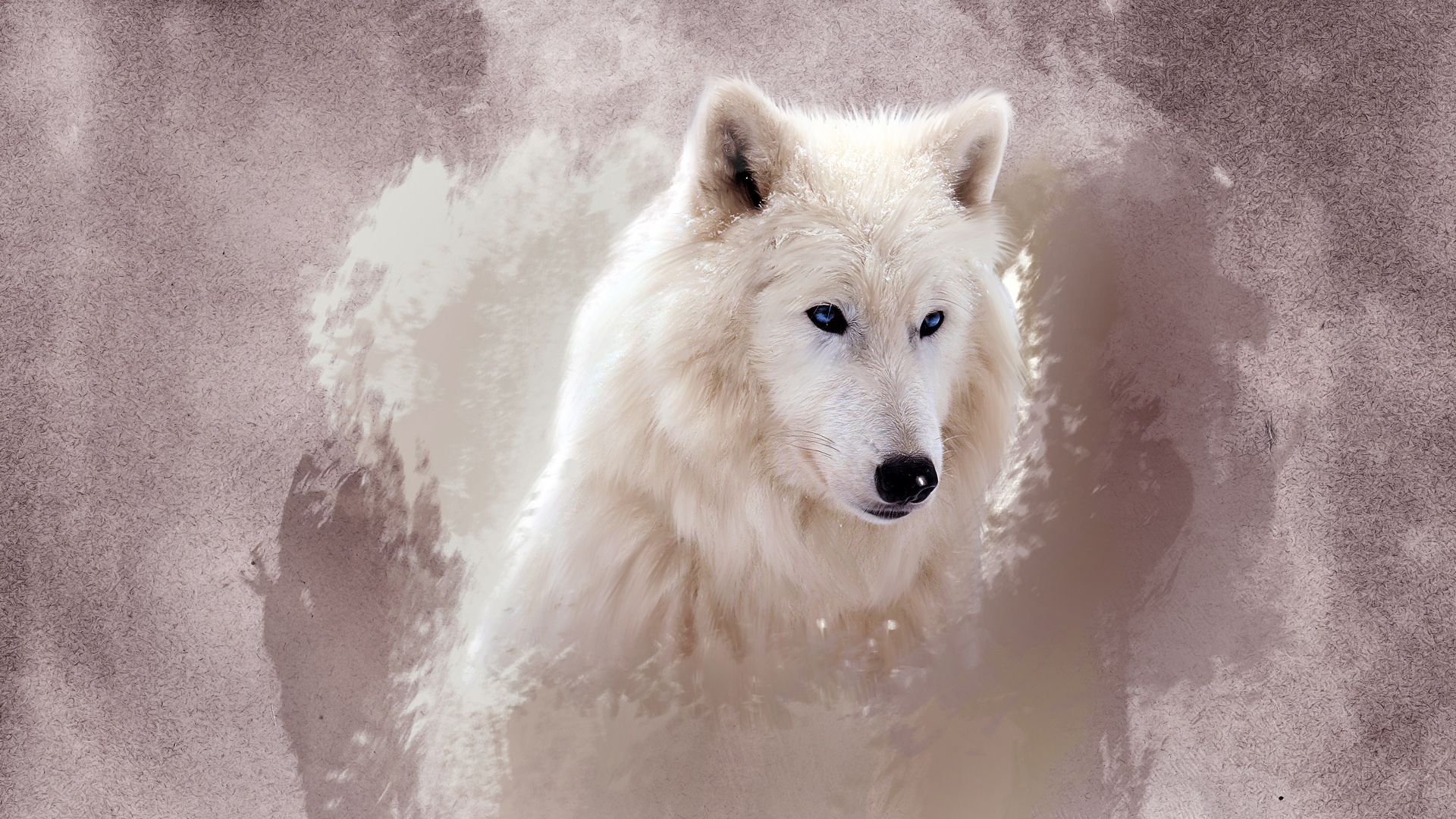 image wolf White animal 1920x1080