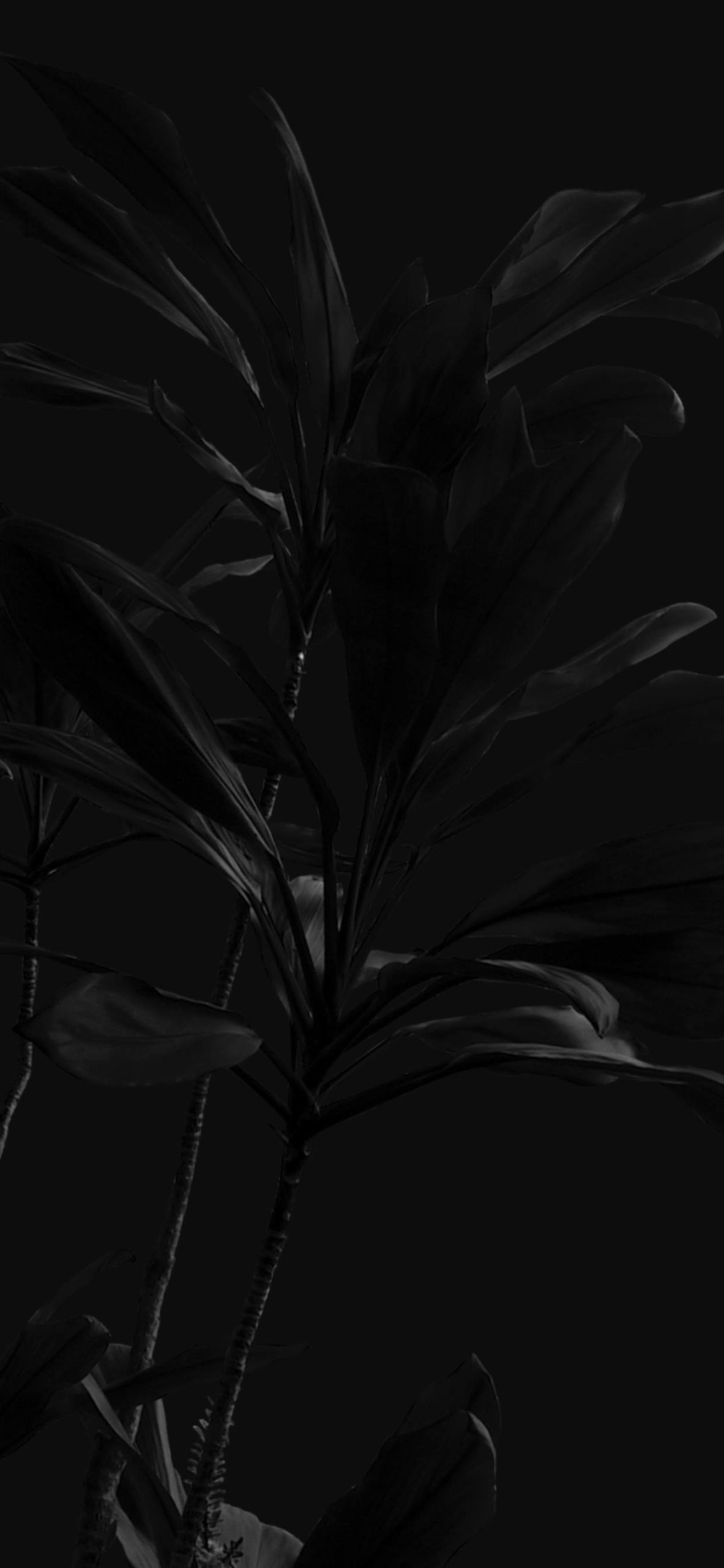 Black Wallpaper for iPhone 11, Pro Max, X, 8, 7, 6