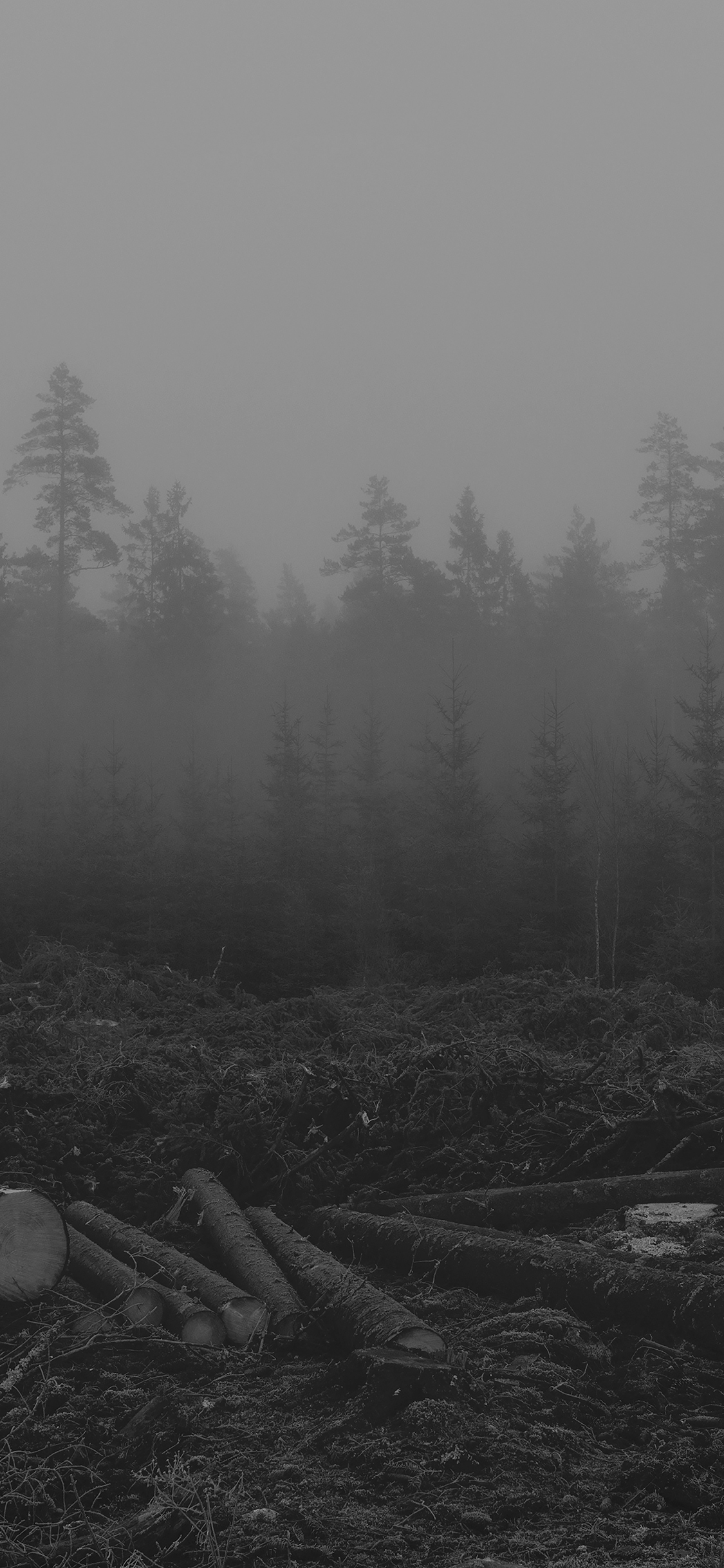 iPhoneXpapers cut tree black white nature