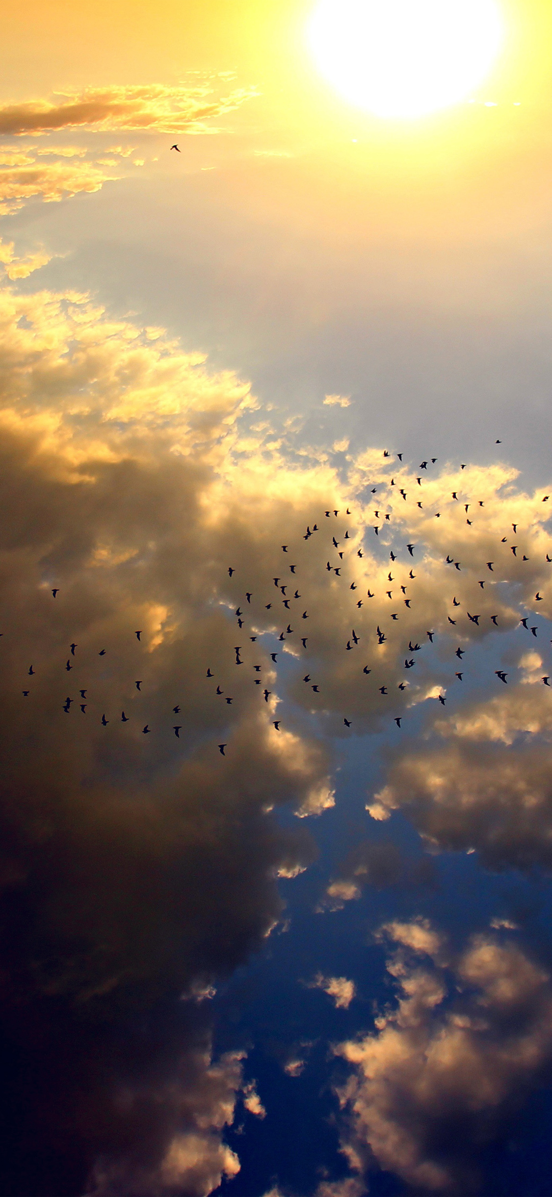 iPhone X wallpaper. sky bird fly summer sun nature