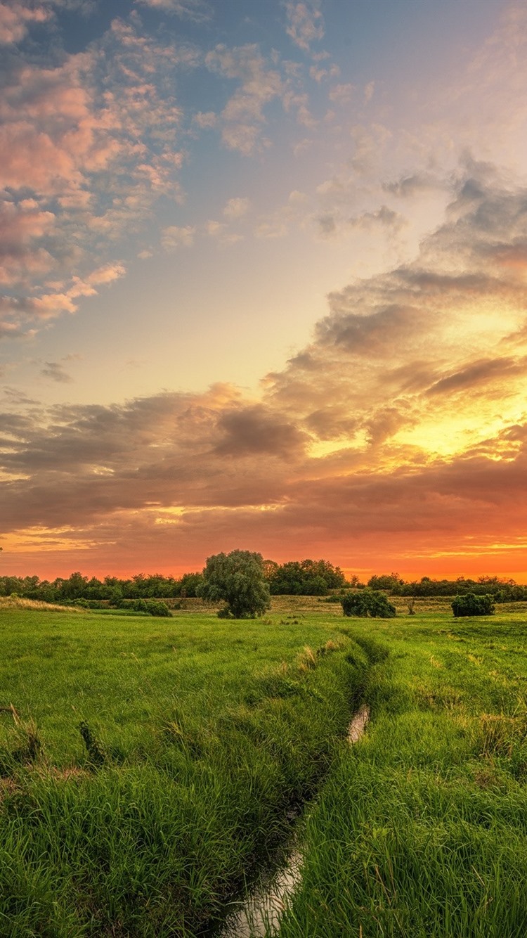 Sunset, Clouds, Trees, Green Field, Summer 750x1334 IPhone 8 7 6 6S Wallpaper, Background, Picture, Image