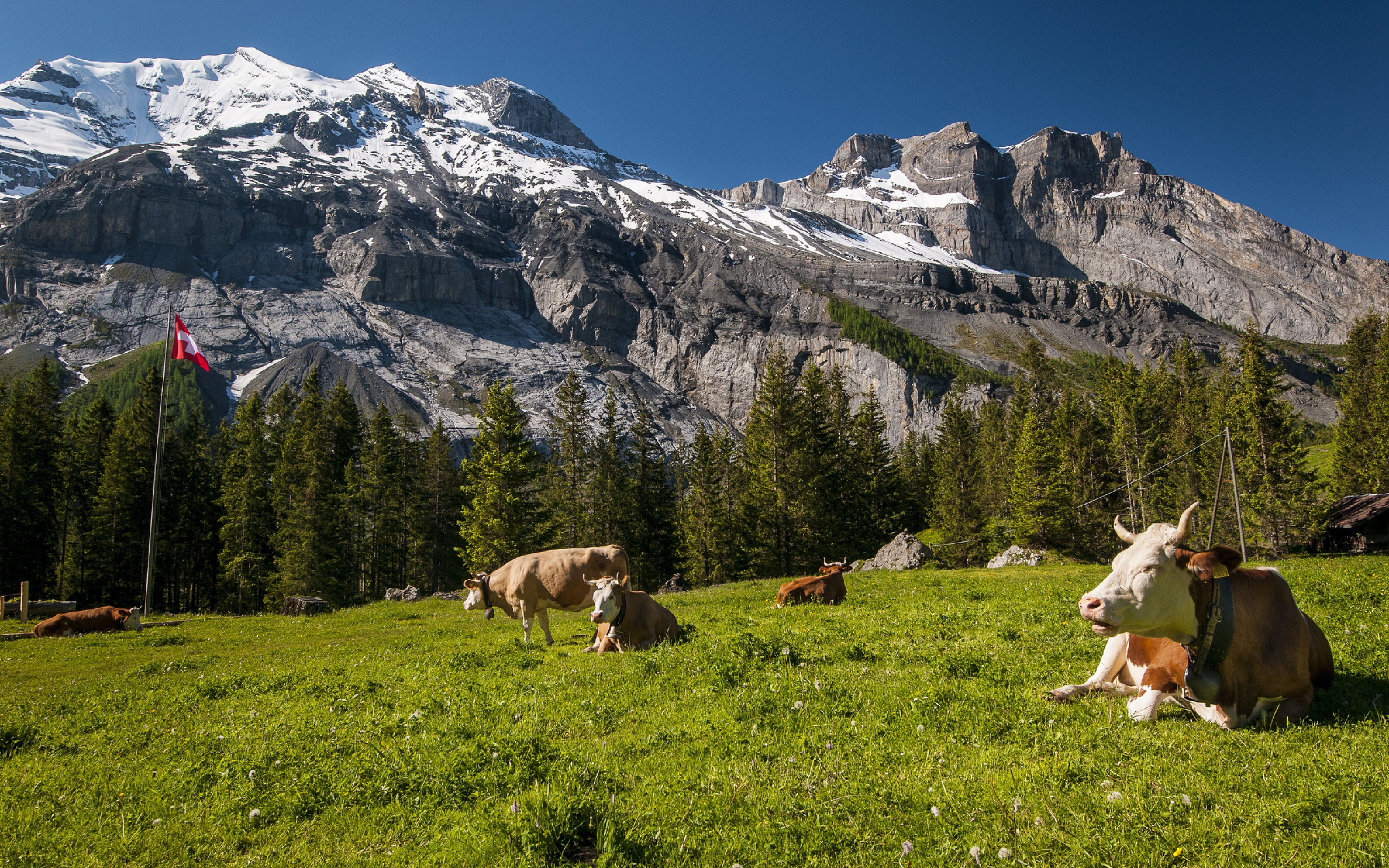 Free download Mountains Cows Meadow Grass Tops Wallpaper Background Ultra HD 4K [3840x2400] for your Desktop, Mobile & Tablet. Explore 4K Wallpaper Grass. Apple Grass Wallpaper, HD Grass Wallpaper