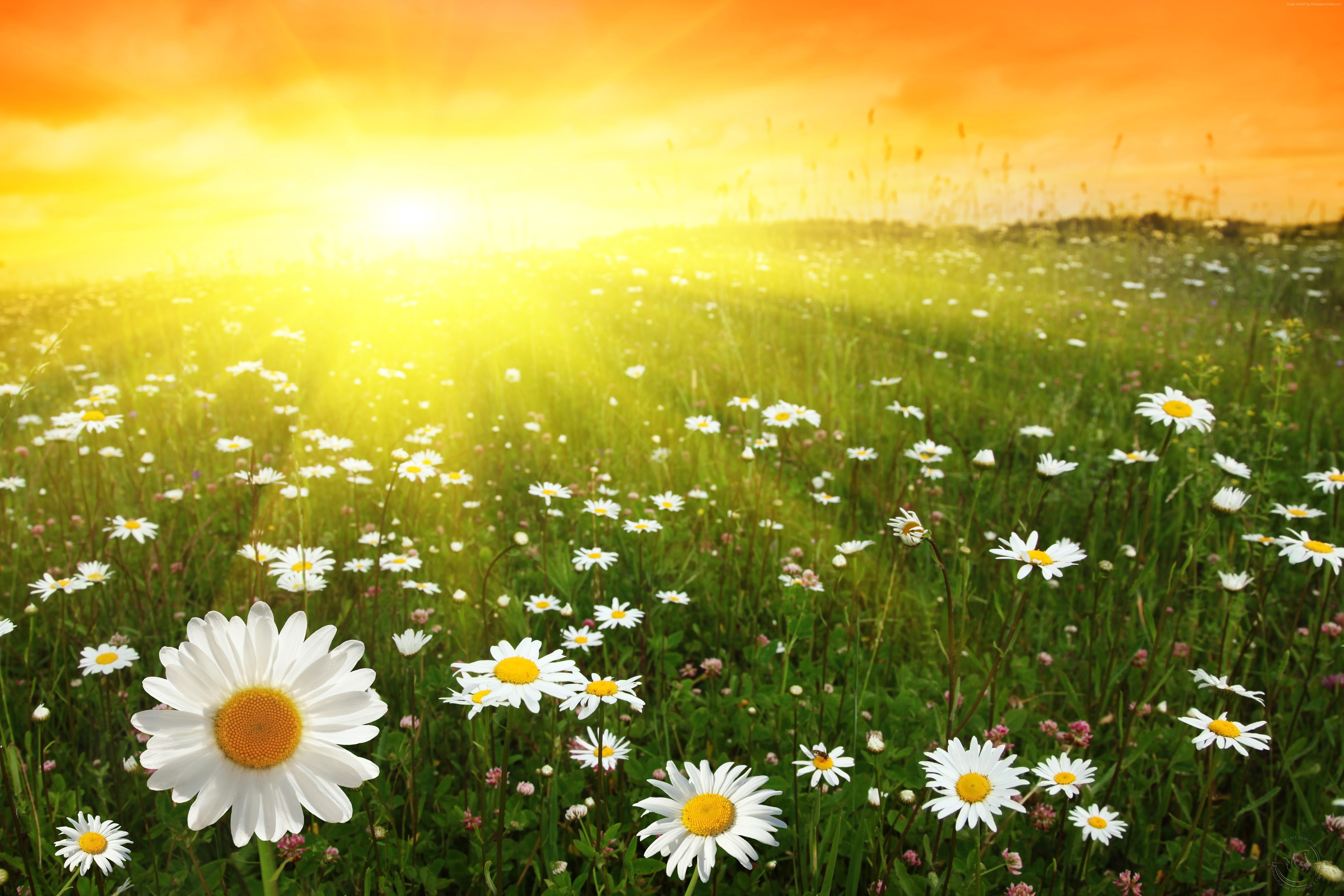 sunset, 5k, meadows, 4k, 8k, Daisies Gallery HD Wallpaper
