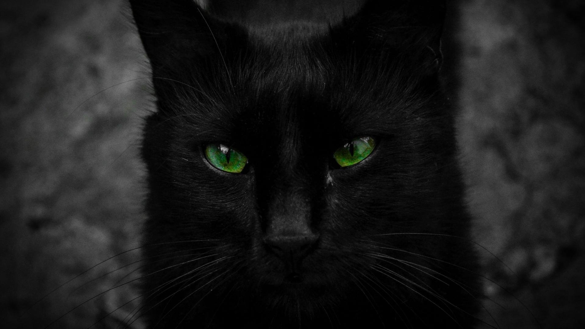 Black Cat with Green Eyes Wallpaper