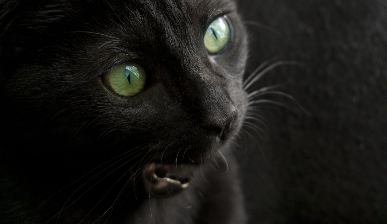 Black Cat with Green Eyes · Free