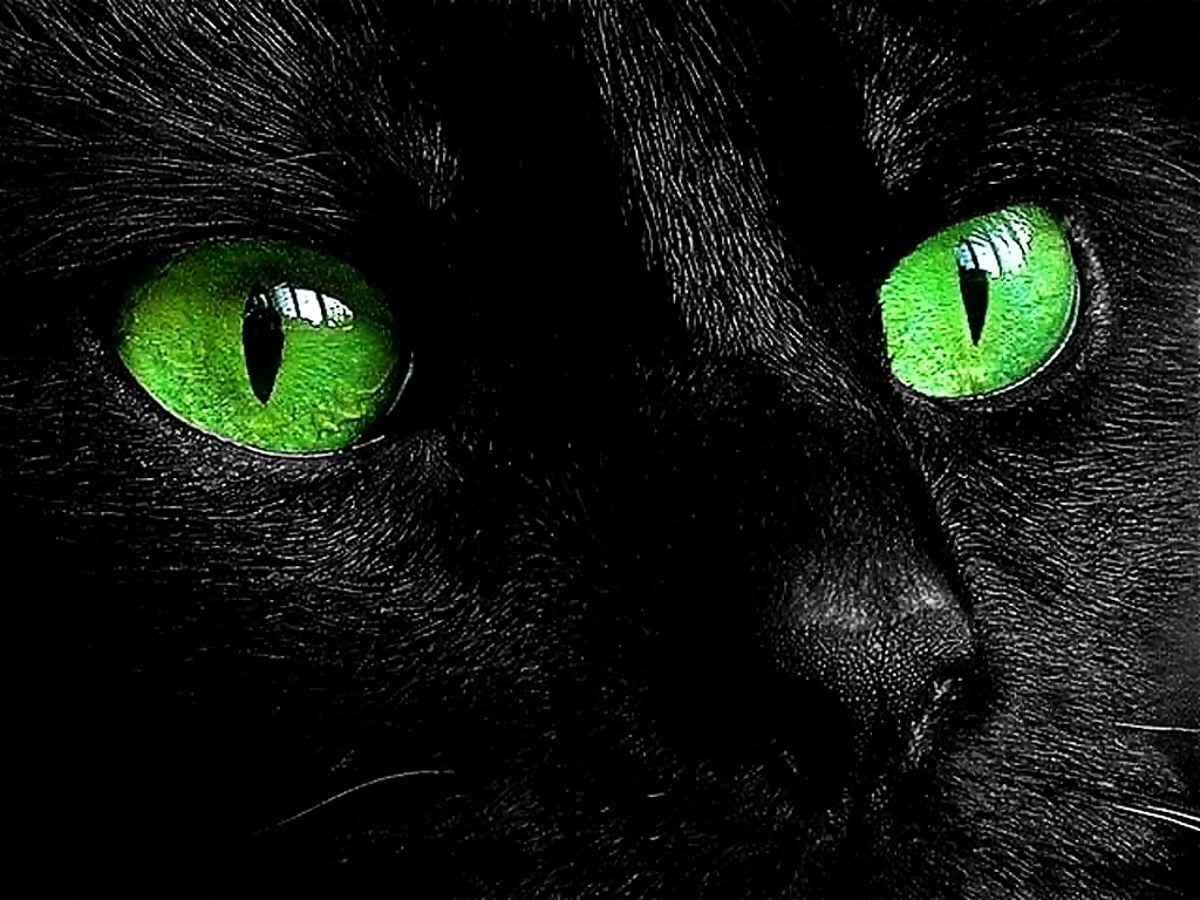 Background photo Cats, Green, Black Cat. Best Free Download image