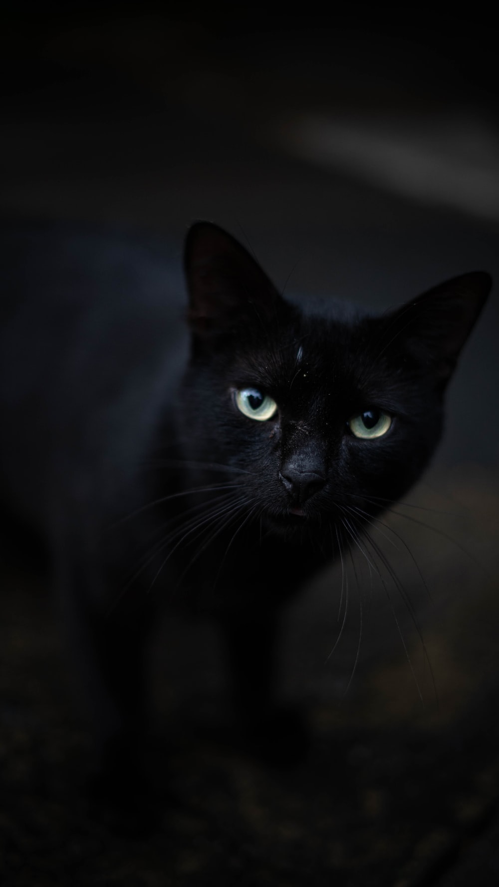 Black cat with green eyes photo