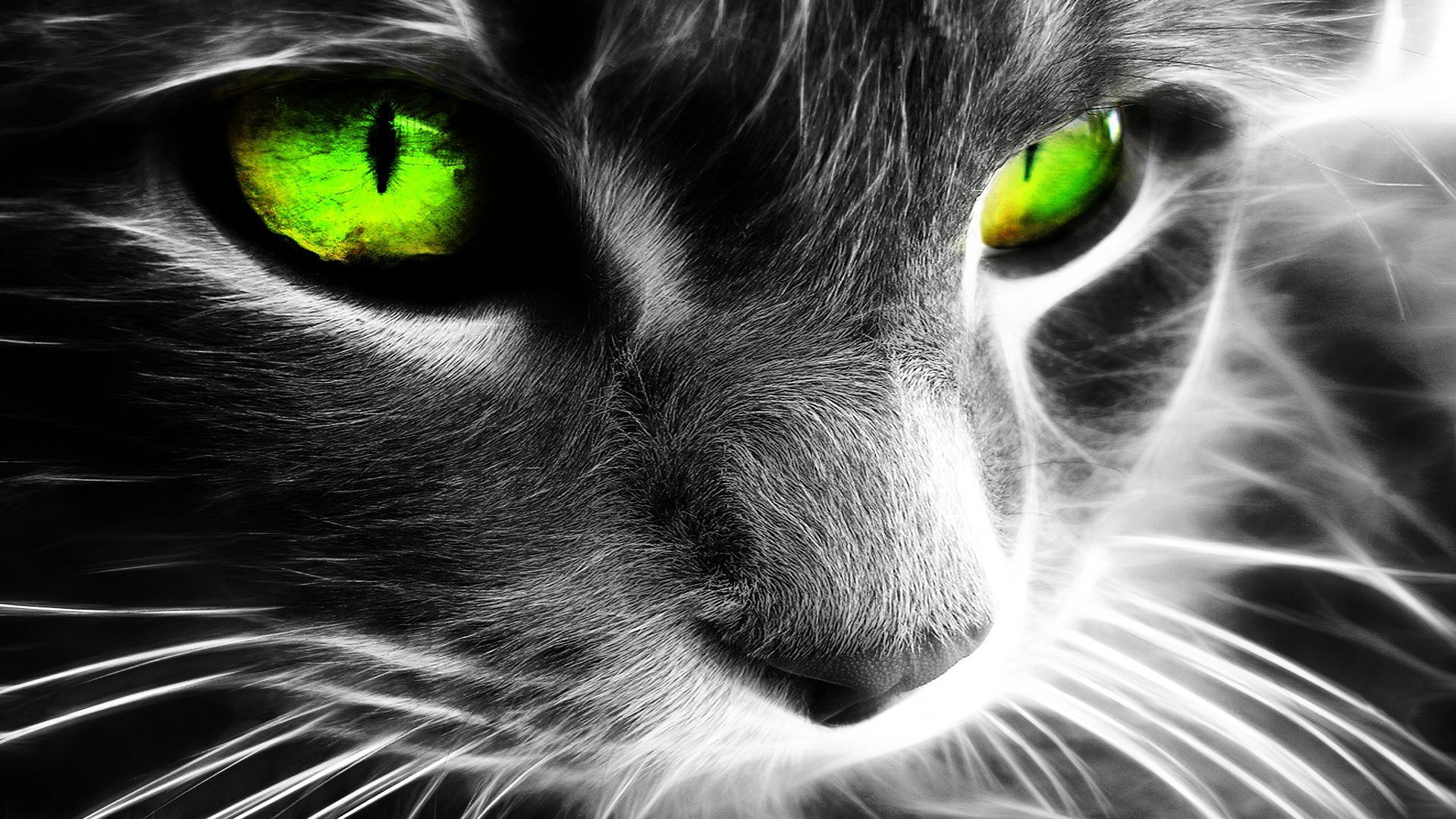 Wallpaper, green eyes, nose, whiskers, Fractalius, Black Cat, eye, 1920x1080 px, black and white, monochrome photography, vertebrate, organ, close up, cat like mammal, small to medium sized cats 1920x1080