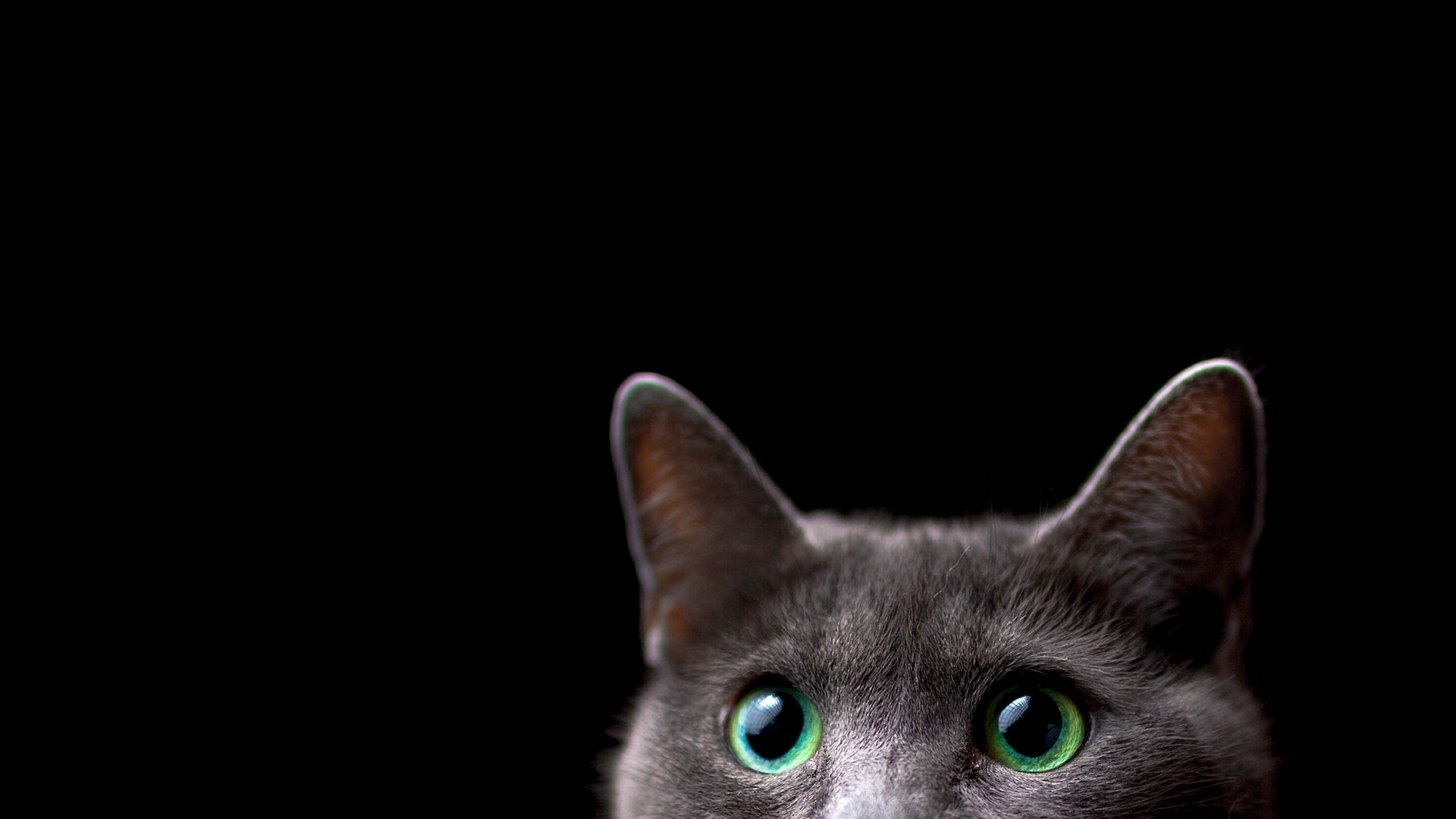 Wallpaper / green, black, cat, eyes, animal, pisica free download