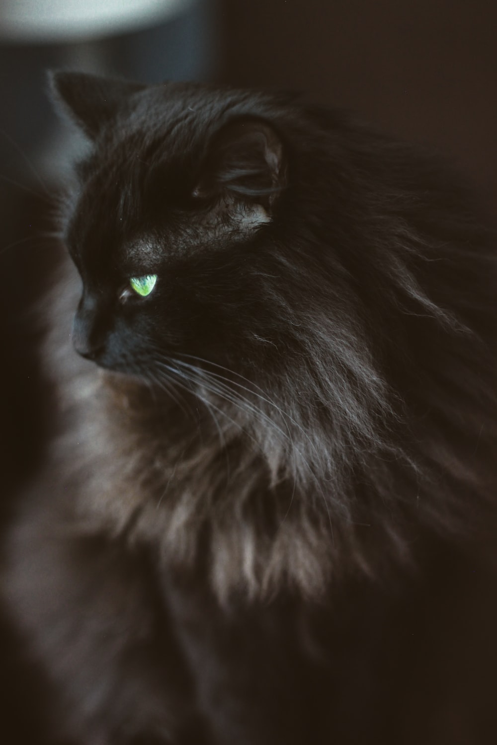 Black long fur cat in close up photography photo
