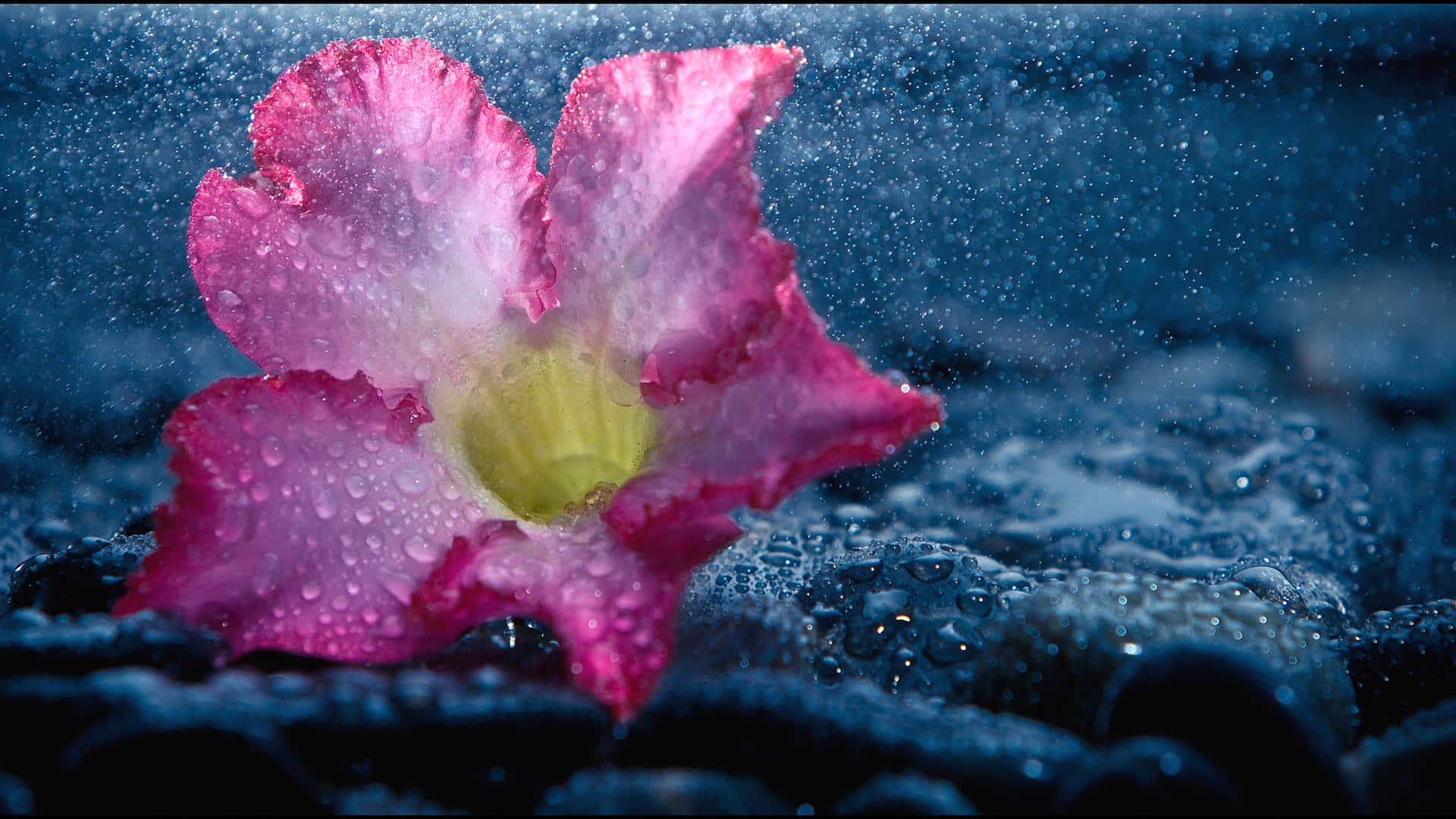 Download Tender Wet Flowers Wallpaper
