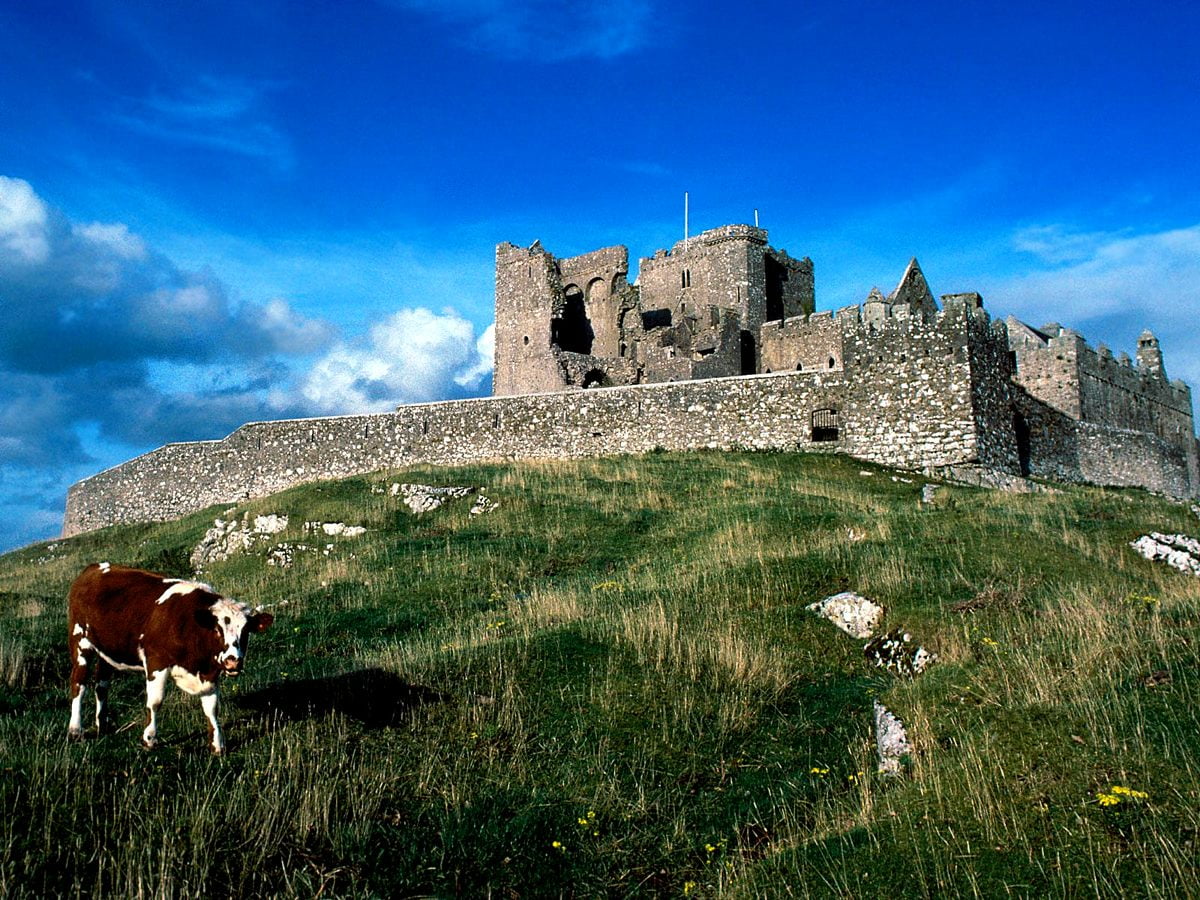 Cool wallpaper Ireland, Castle, Cow. FREE Best background