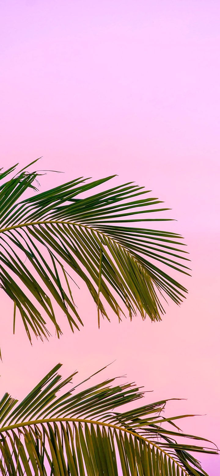 Aesthetic palm fronds in pink sky 4K wallpaper [2610x5655] and [1080x2340]