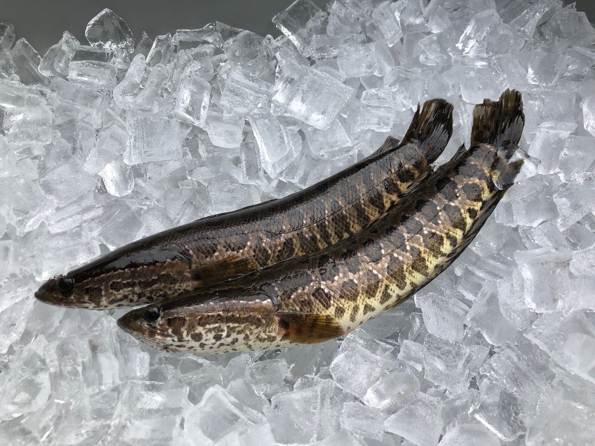 Snakehead Fish Found in Georgia: 'Kill It Immediately'