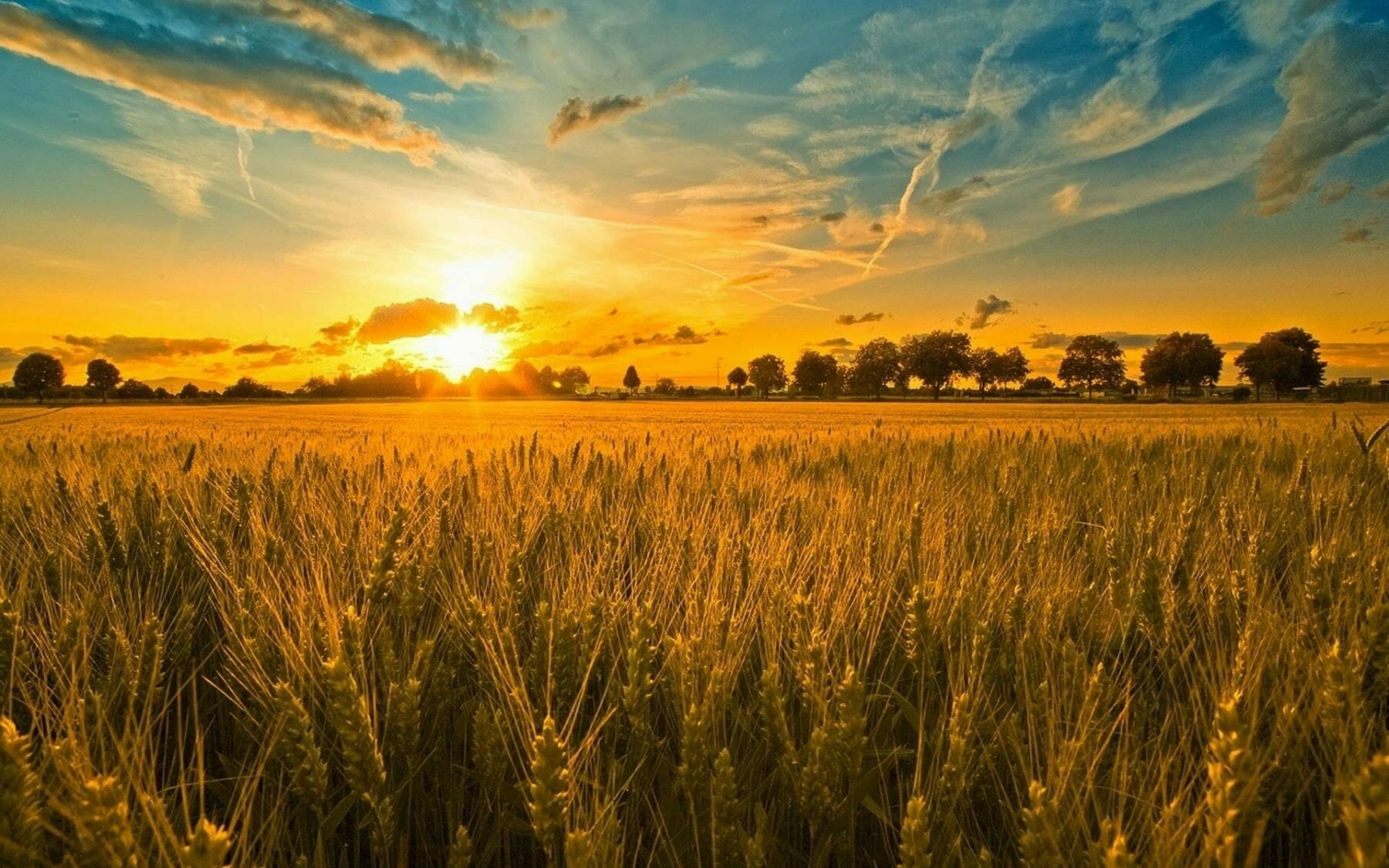 Sunset And Wheat Field Wallpaper Hd Beautiful Desktop Background Hd Wallpaper Of Sunset Field Free Download