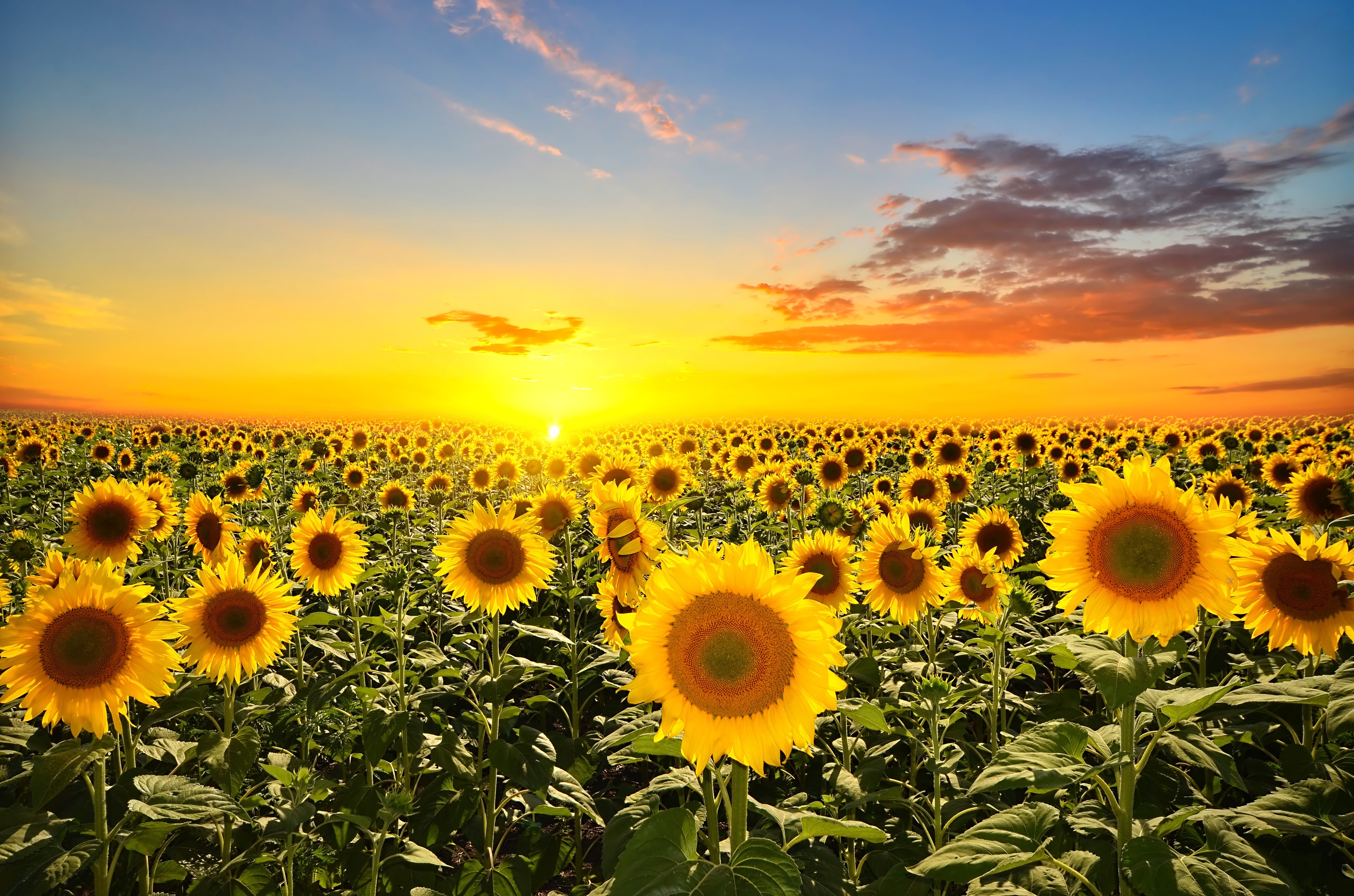 Sunflower Sunset Wall Mural