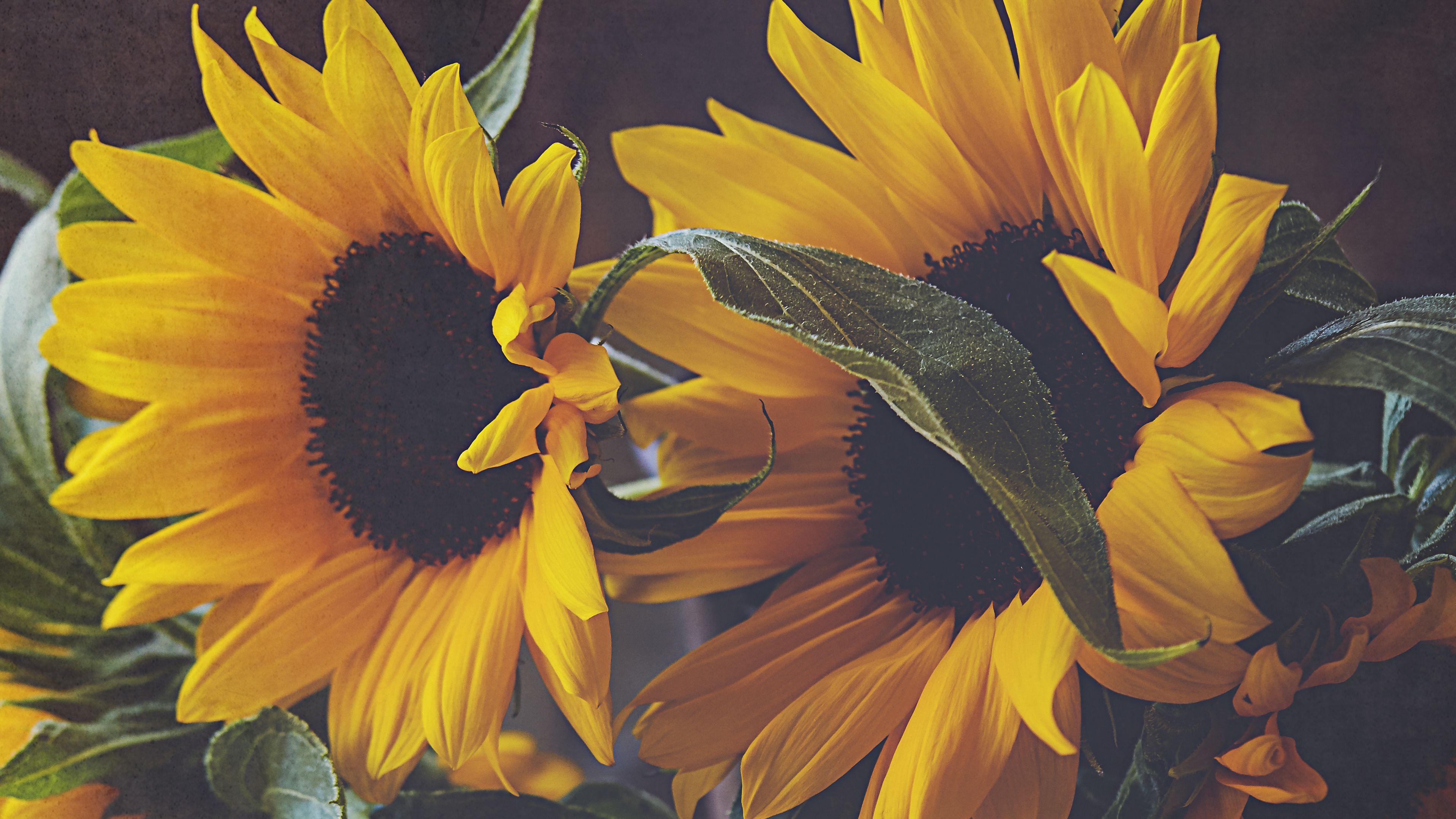 Download wallpaper 3840x2160 sunflowers, flowers, bouquet, floristry 4k uhd 16:9 HD background