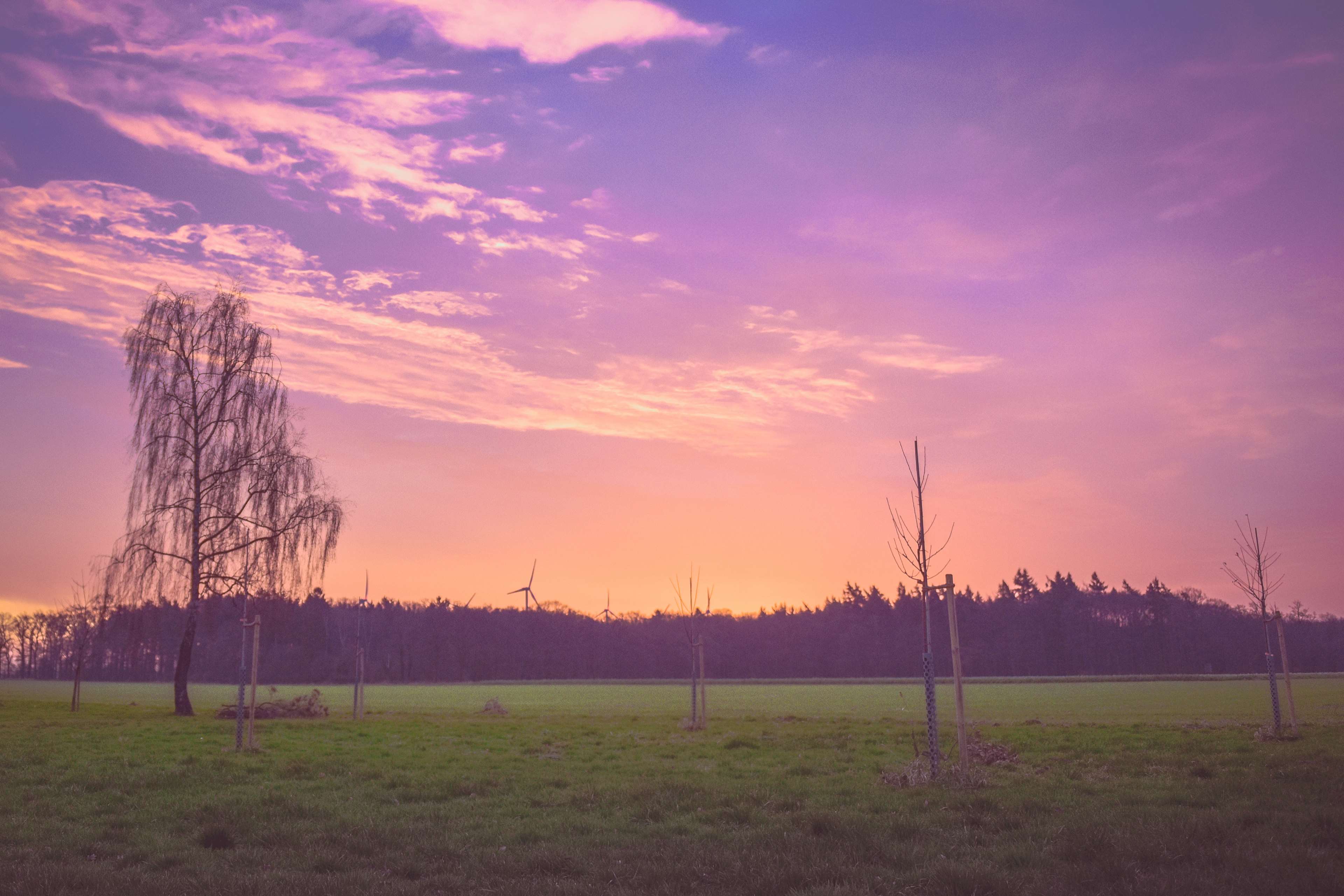 evening, nature, purple, sunset 4k wallpaper