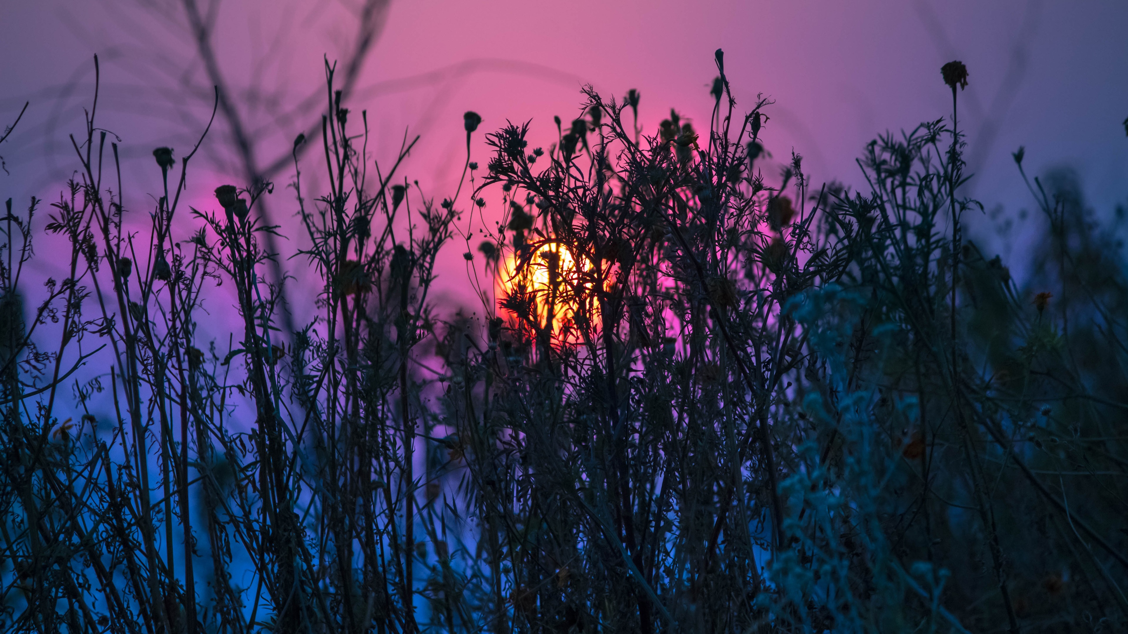 Wallpaper Grass, sunset, purple sky 3840x2160 UHD 4K Picture, Image