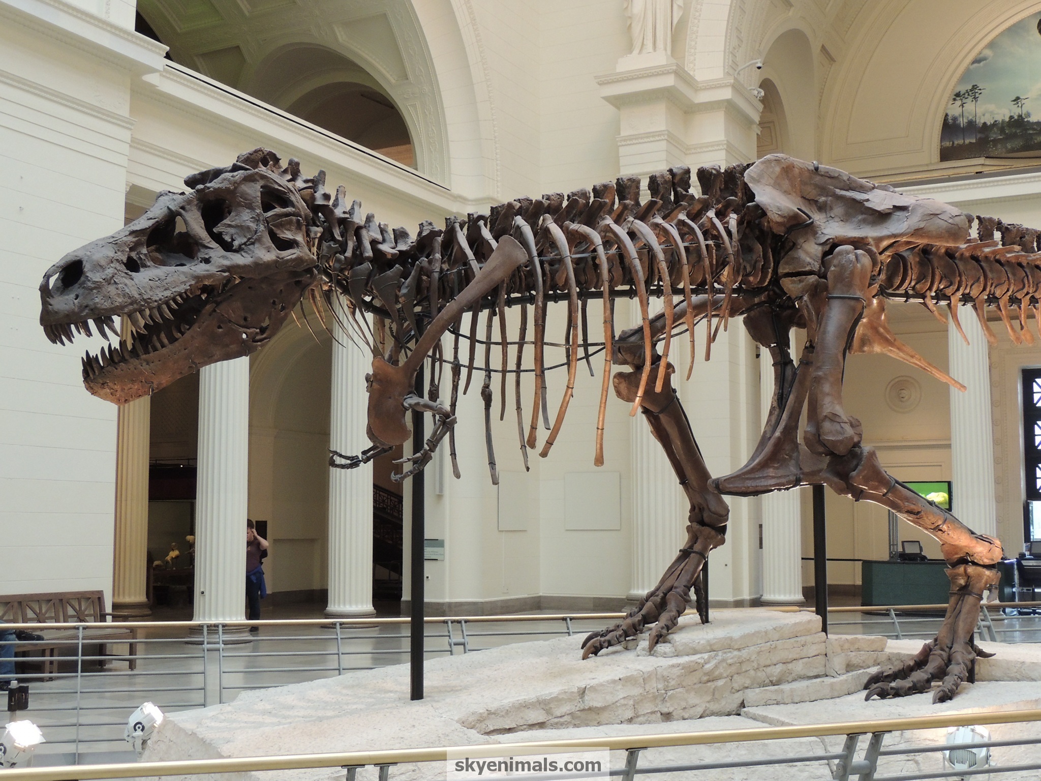 Wallpaper trex Image