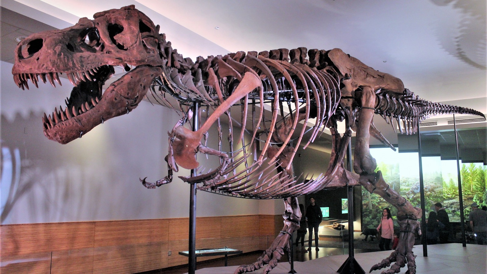 The Tragic Real Life Story Of Sue The T Rex