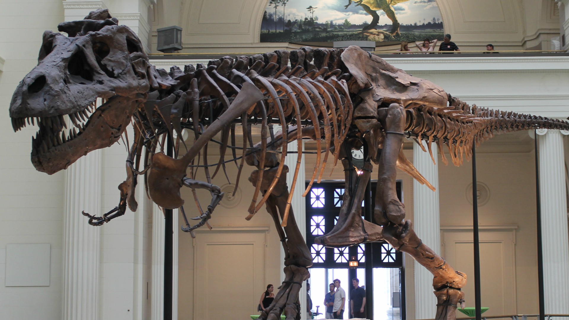 Sue, Largest T Rex Skeleton Ever Found, Making A Move