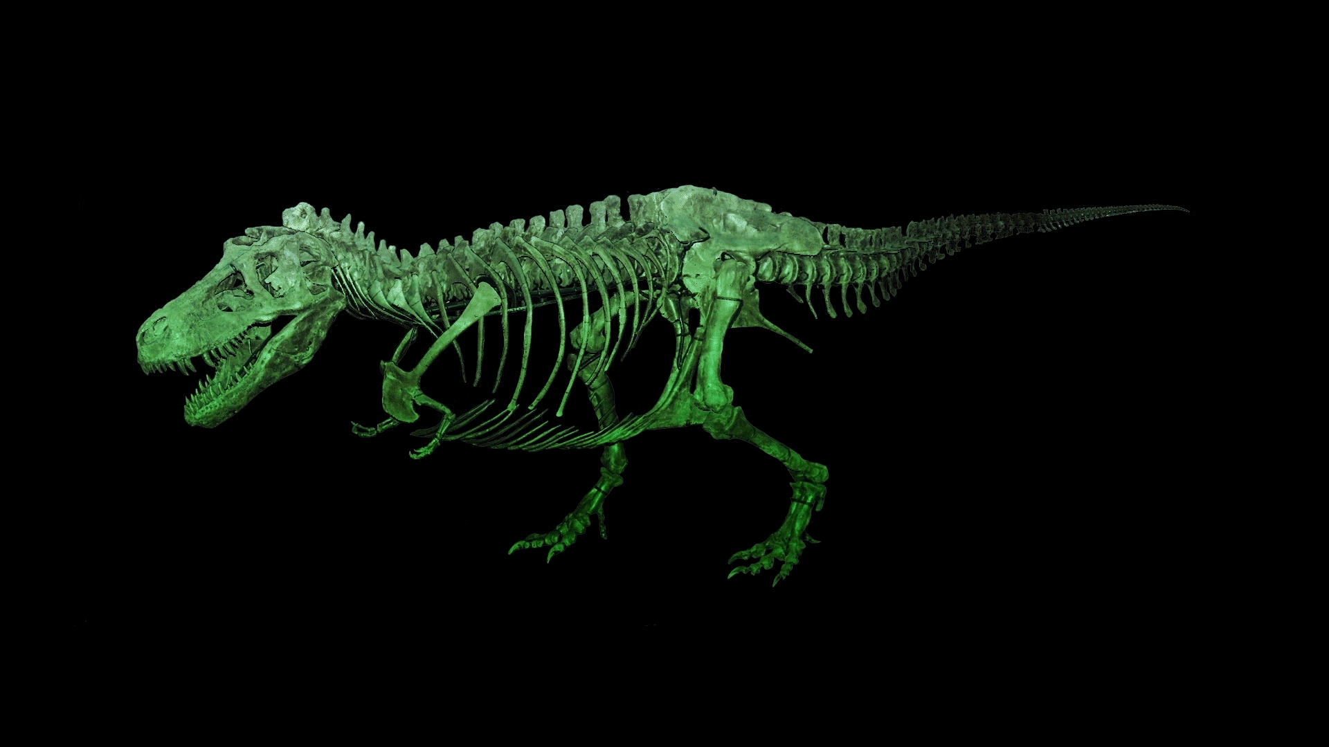 SUE: the T.rex Experience Traveling Exhibition