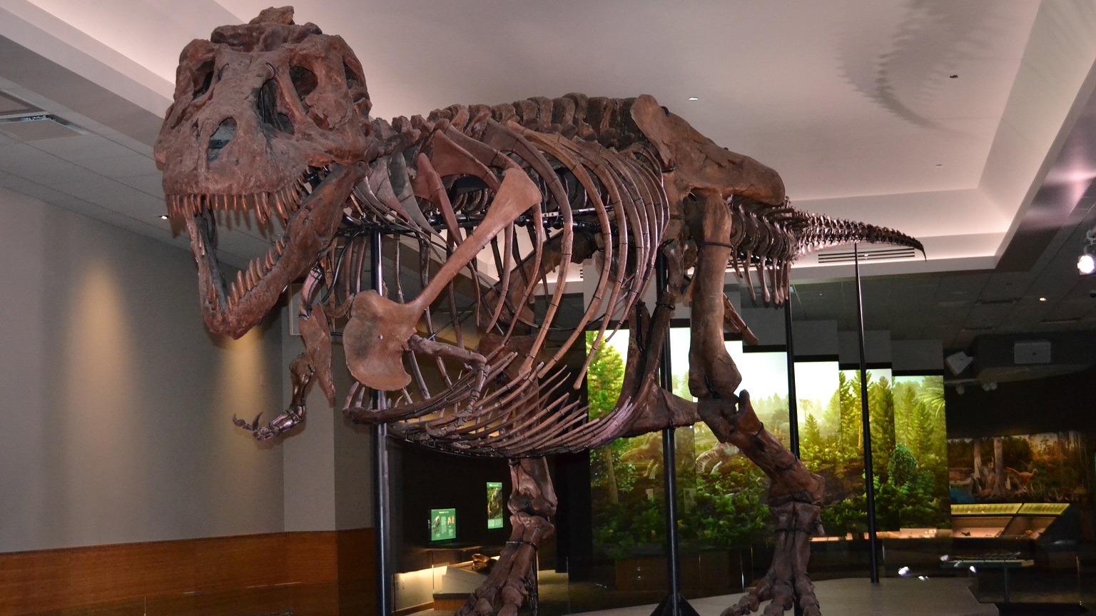 Sue the T. Rex Has Given Up a Limb for Science: The Dino's Comically Tiny Arms Are Now the Stuff of Serious Study