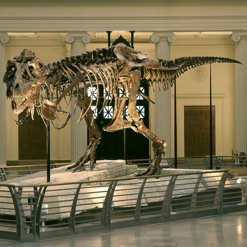 Famous T. rex begins move to make room for even bigger dinosaur