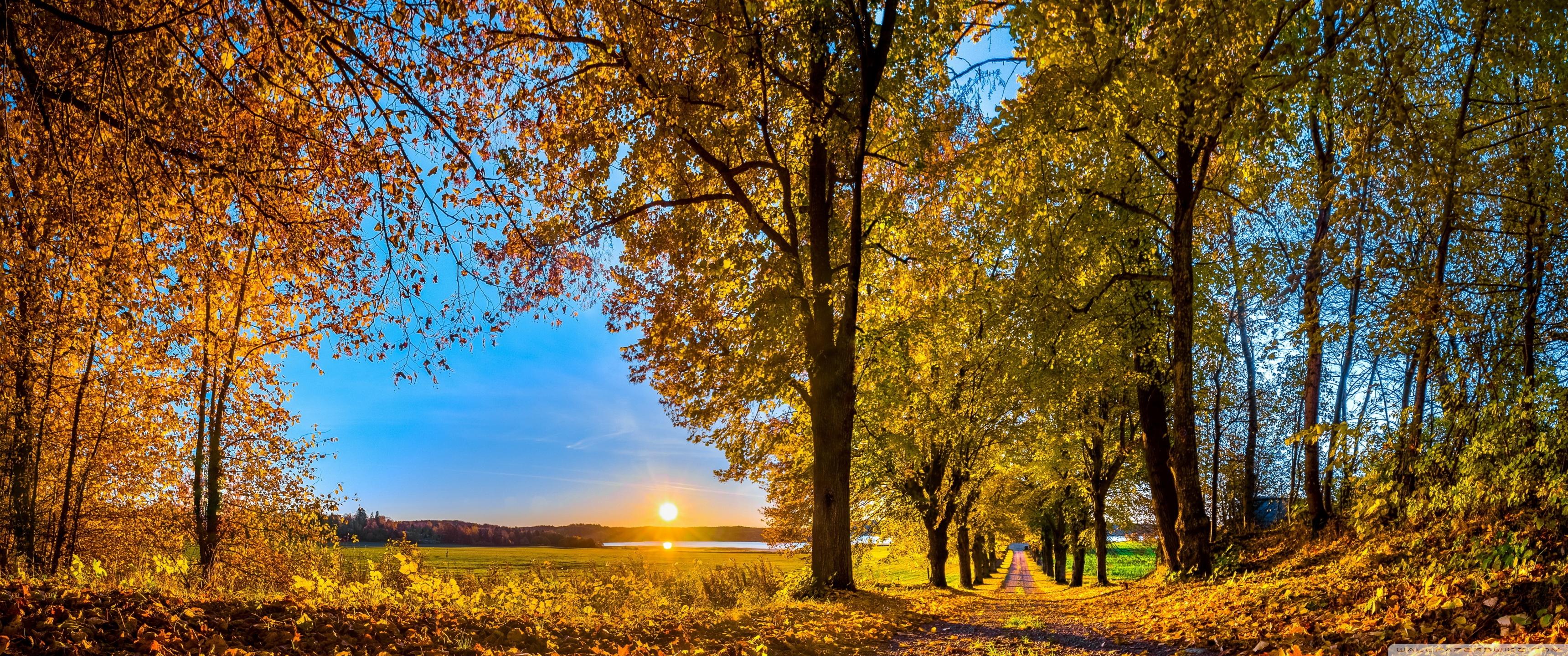 Fall Wallpaper