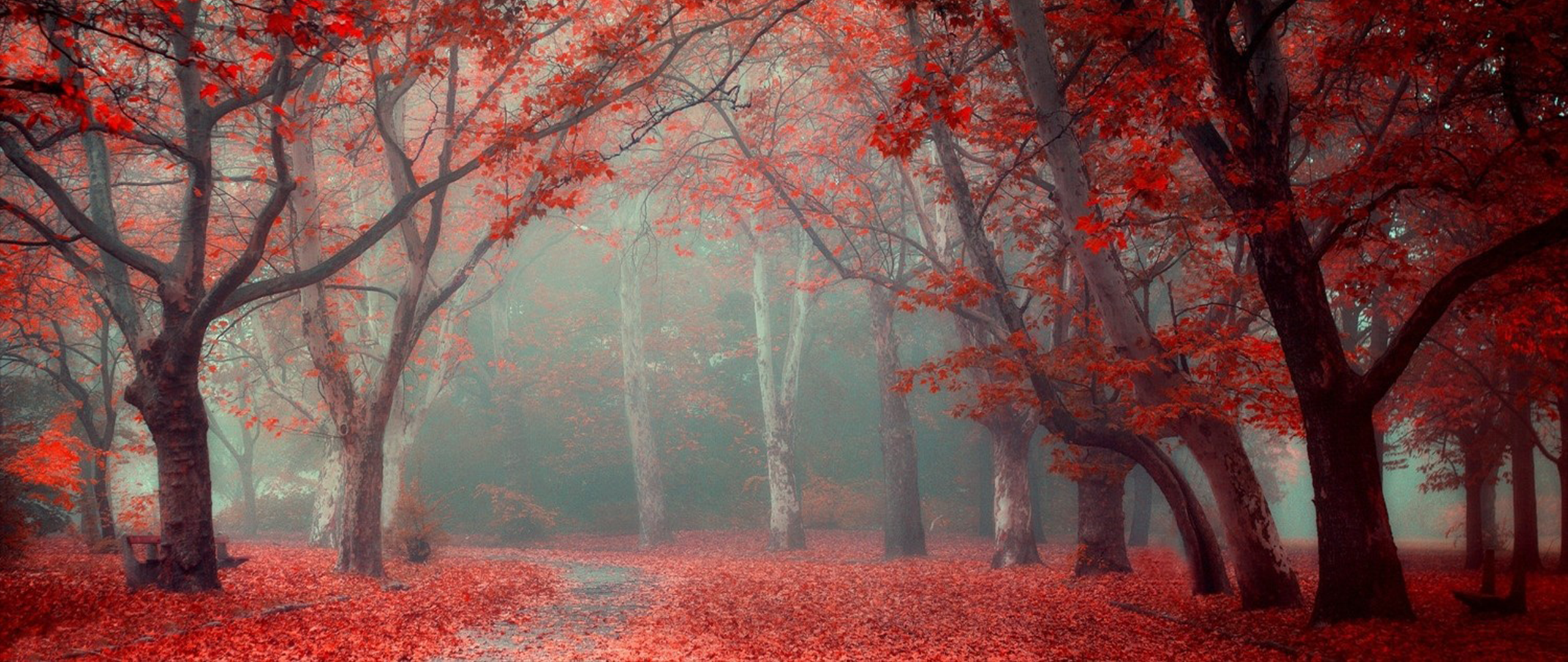 Wallpaper, sunlight, forest, red, photography, branch, ultra wide, tree, autumn, leaf, flower, season, woodland, habitat, natural environment, atmospheric phenomenon, woody plant 2560x1080