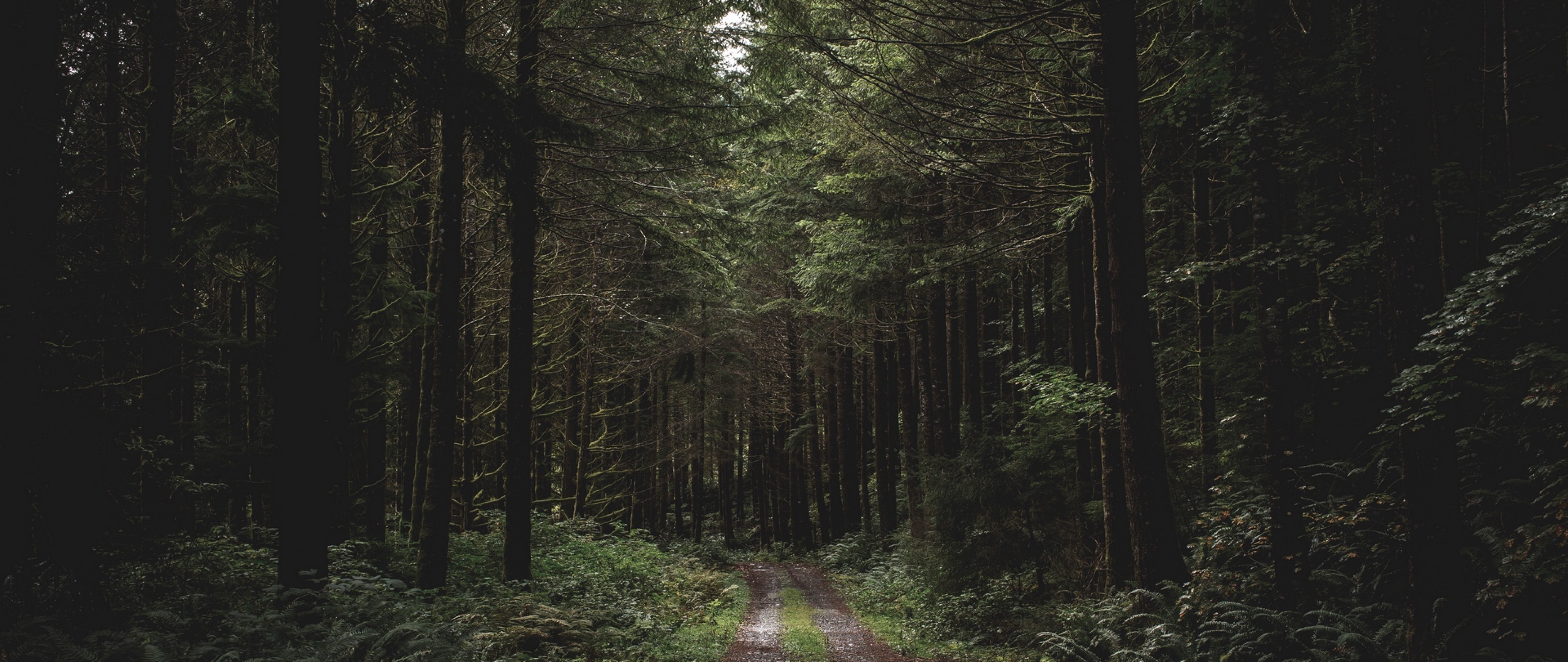 Evening walk at the forest HD Wallpaper 4K Ultra HD Wide TV