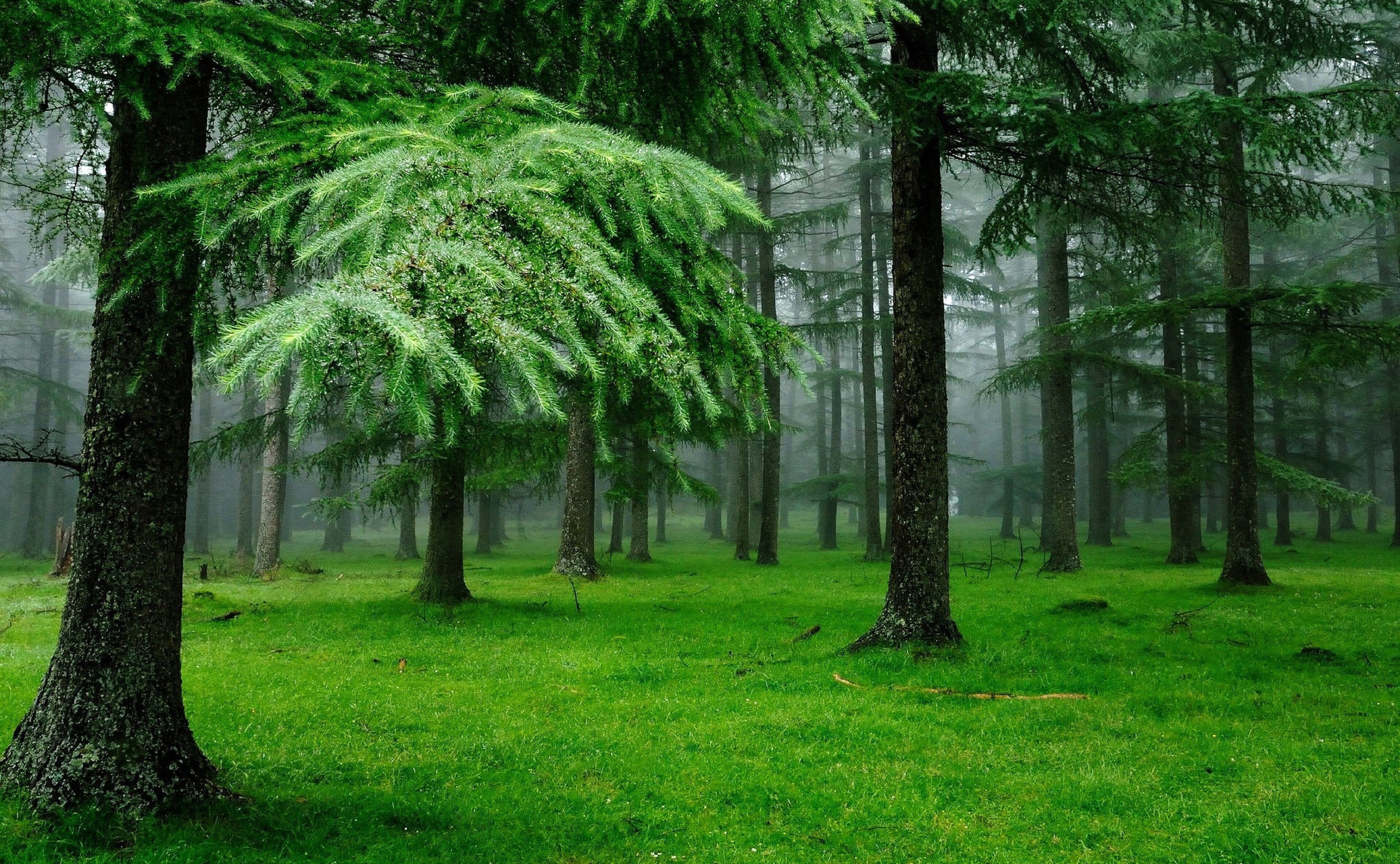 3840x2370 autumn forest 4k cool pc wallpaper