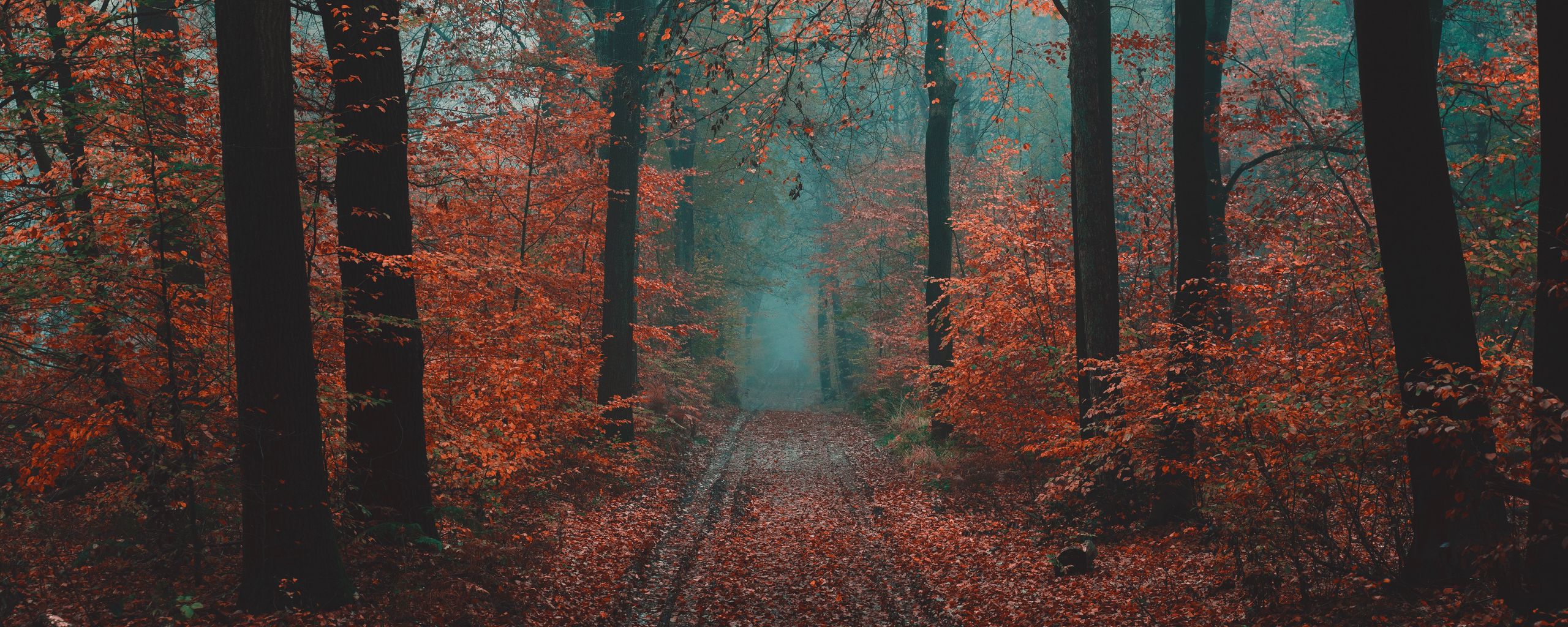 Download wallpaper 2560x1024 forest, path, fog, nature, autumn ultrawide monitor HD background