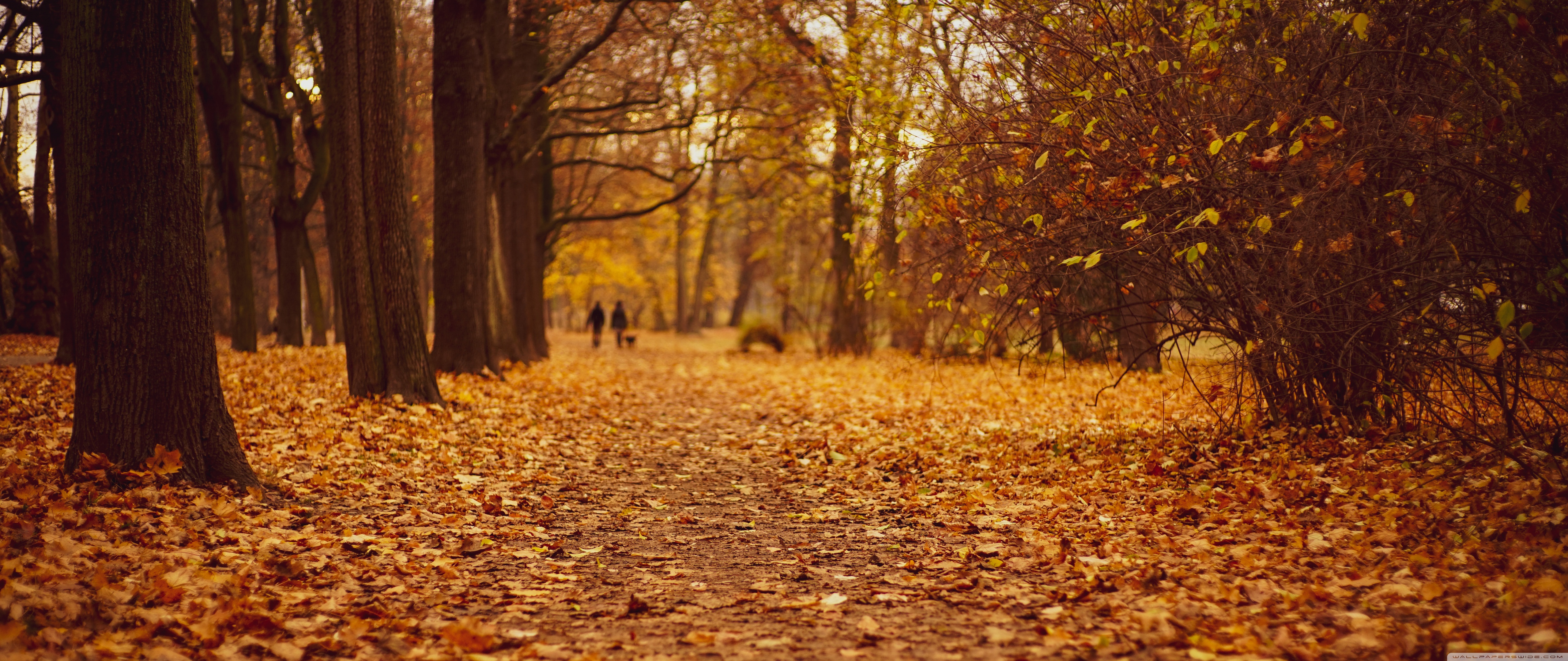Autumn Ultra HD Desktop Background Wallpaper for 4K UHD TV, Widescreen & UltraWide Desktop & Laptop, Tablet