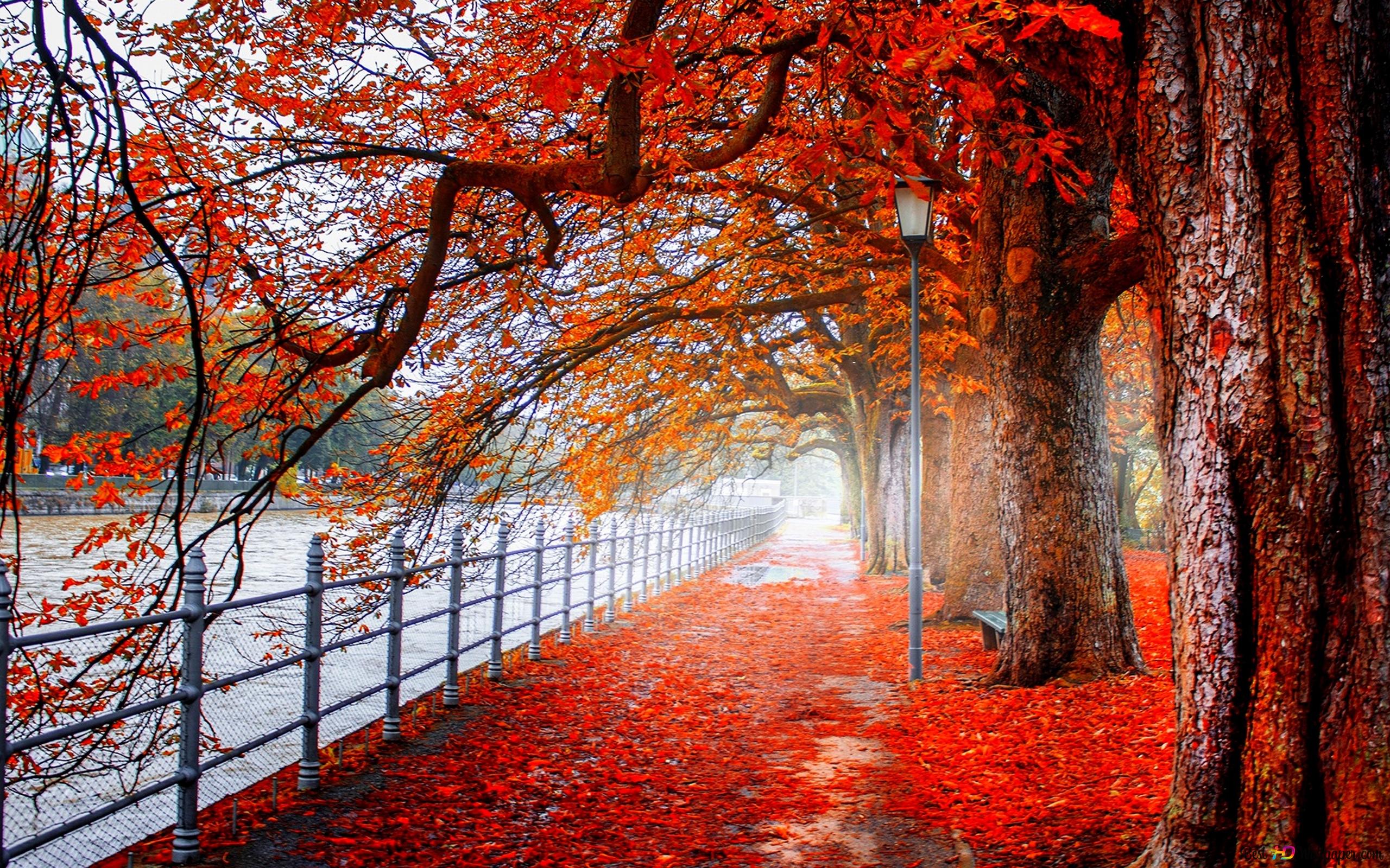 Forest in autumn 4K wallpaper download