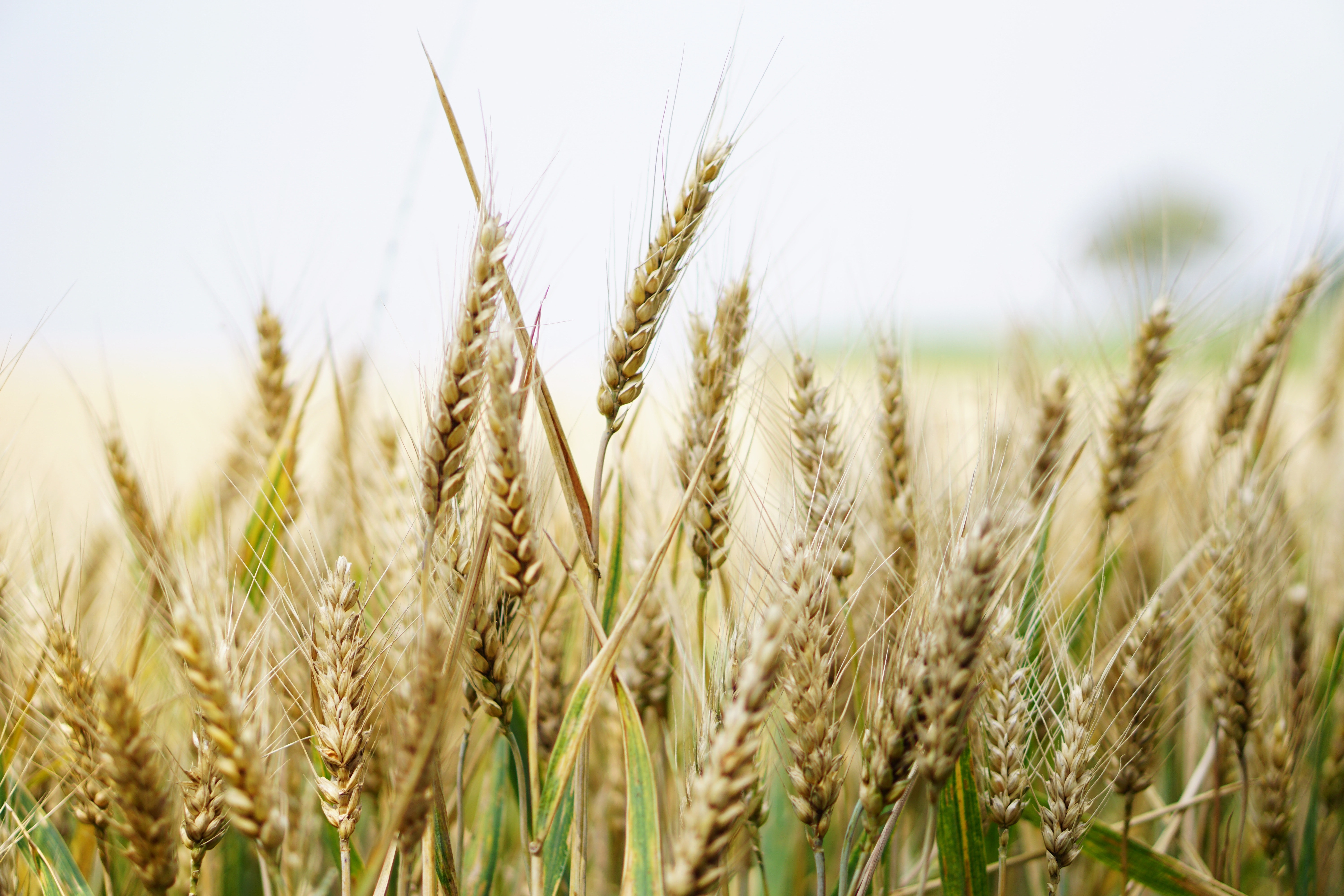 Wheat Field Photo, Download The BEST Free Wheat Field & HD Image