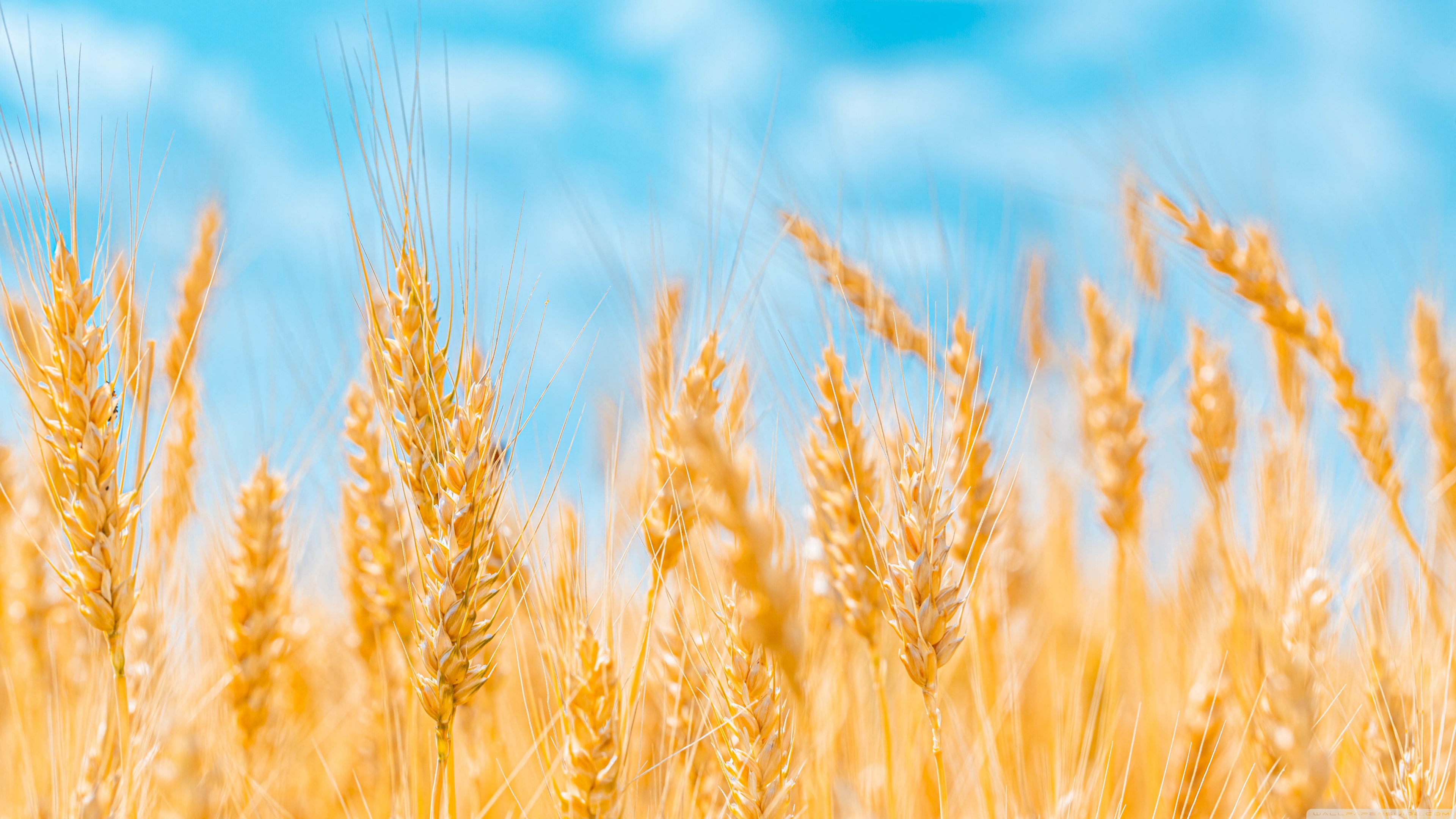 Golden Ears of Wheat, Blue Sky Ultra HD Desktop Background Wallpaper for 4K UHD TV, Widescreen & UltraWide Desktop & Laptop, Tablet