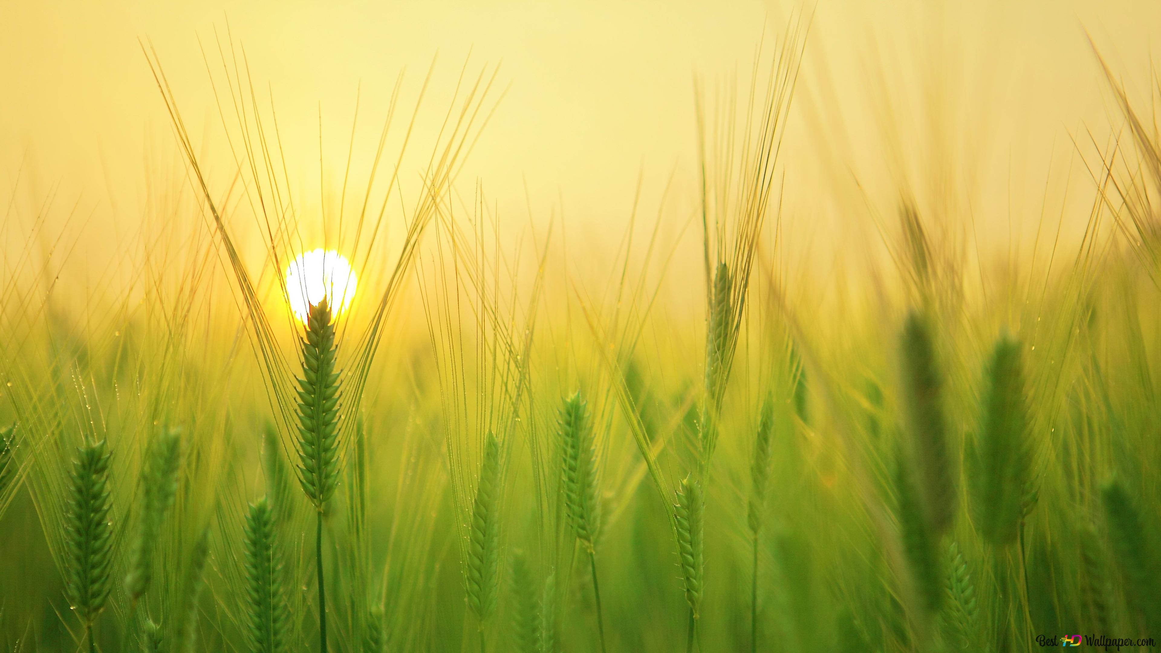 spike of green wheat 4K wallpaper download