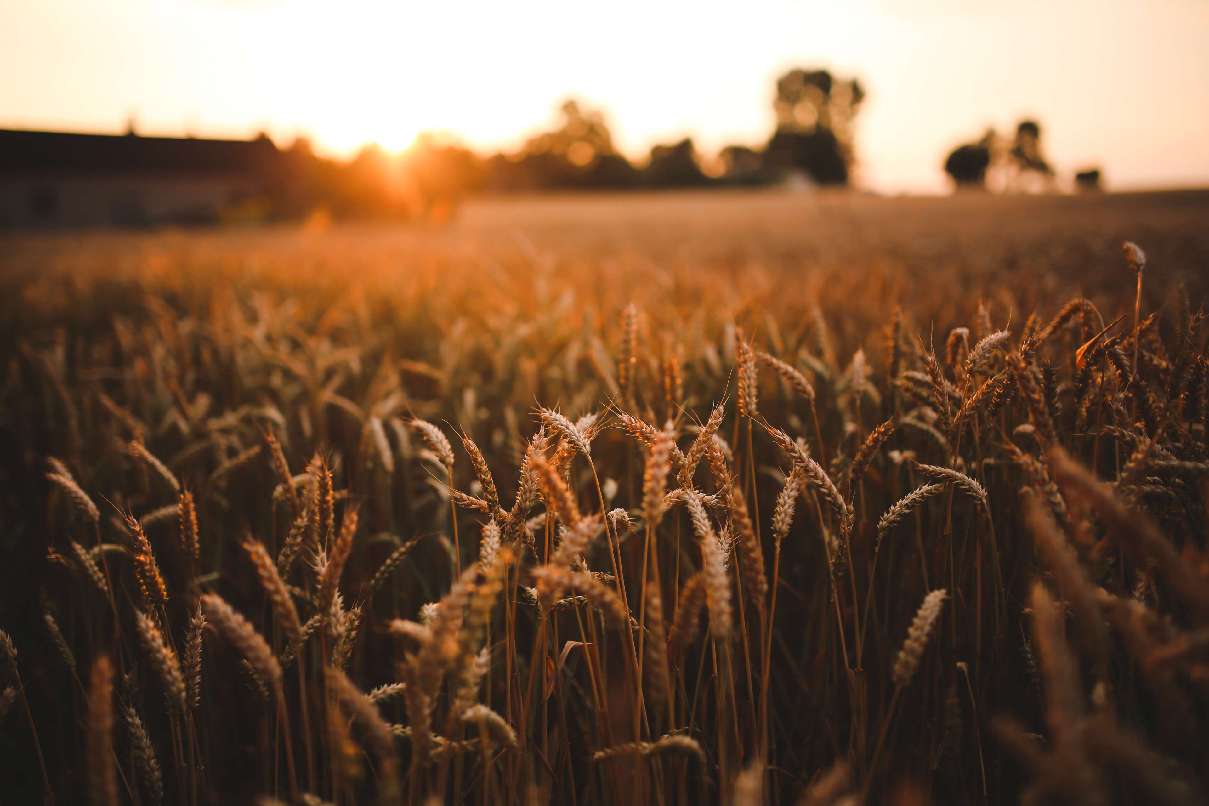 agriculture, field, grain, harvest, rye, sunrise, sunset, wheat 4k wallpaper