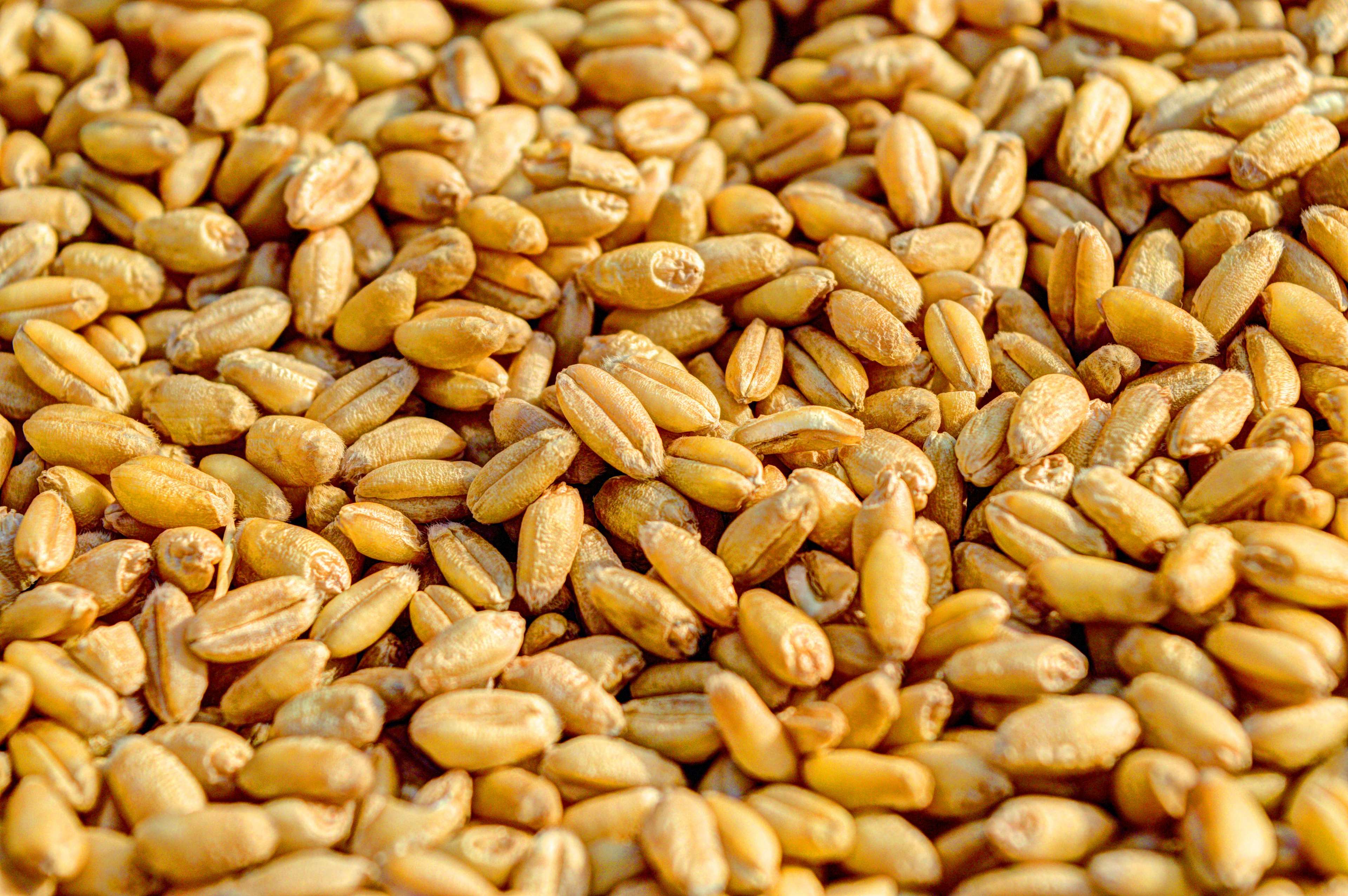 close up, crop, grains, kernels, seed, wheat 4k Gallery HD Wallpaper