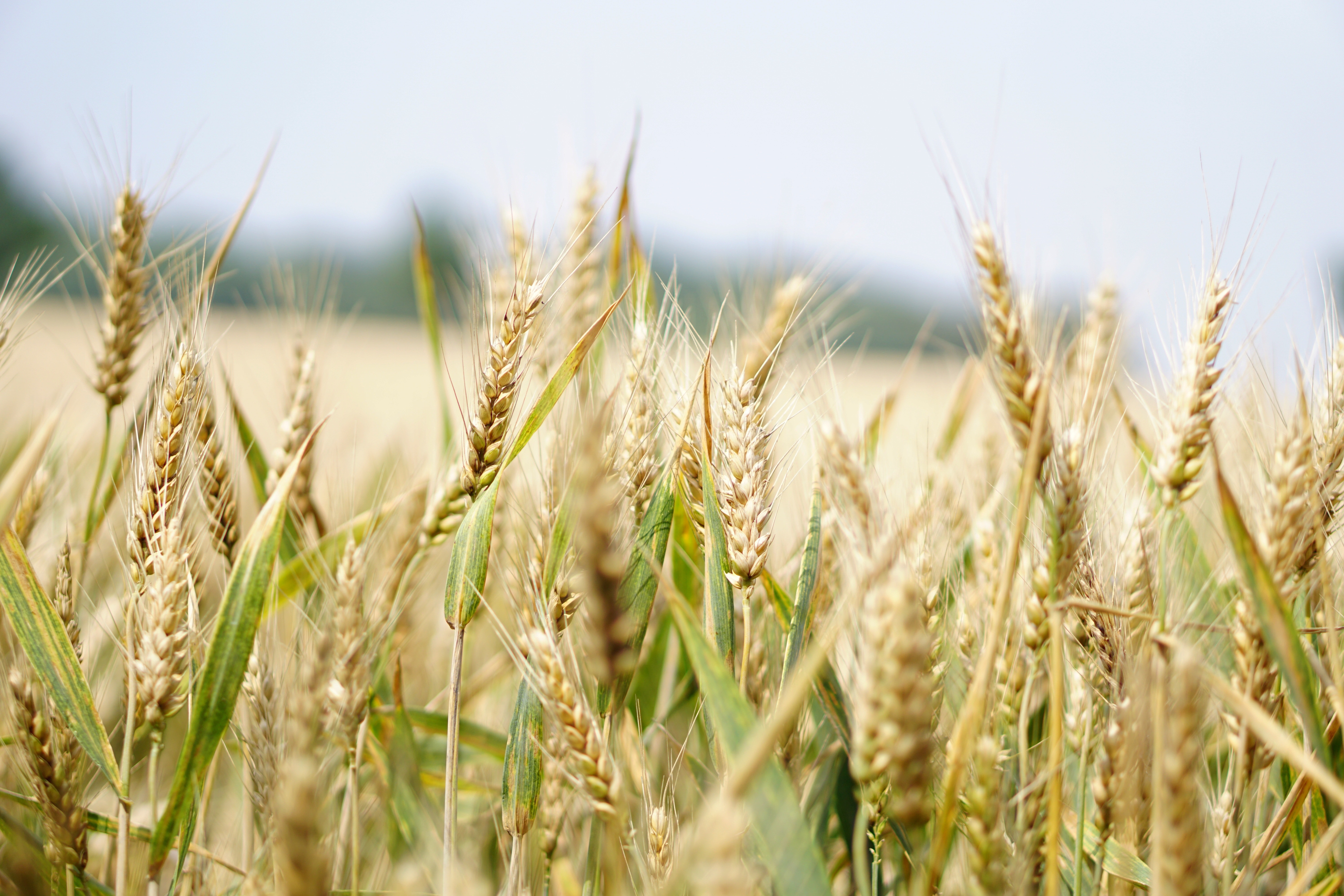 Wheat Field Photo, Download The BEST Free Wheat Field & HD Image