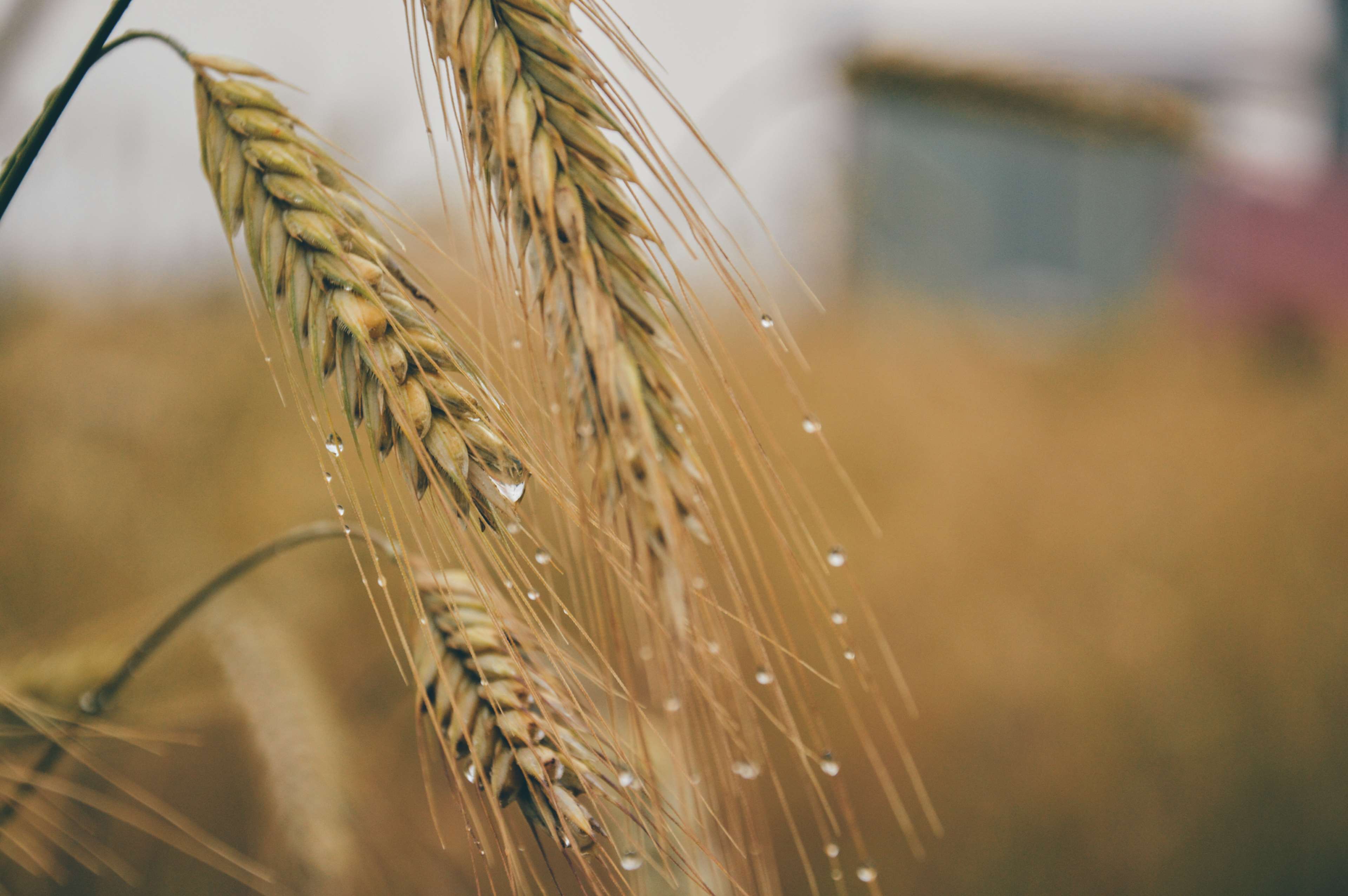 agriculture, barley, corn, field, grain, raindrops, wheat 4k wallpaper