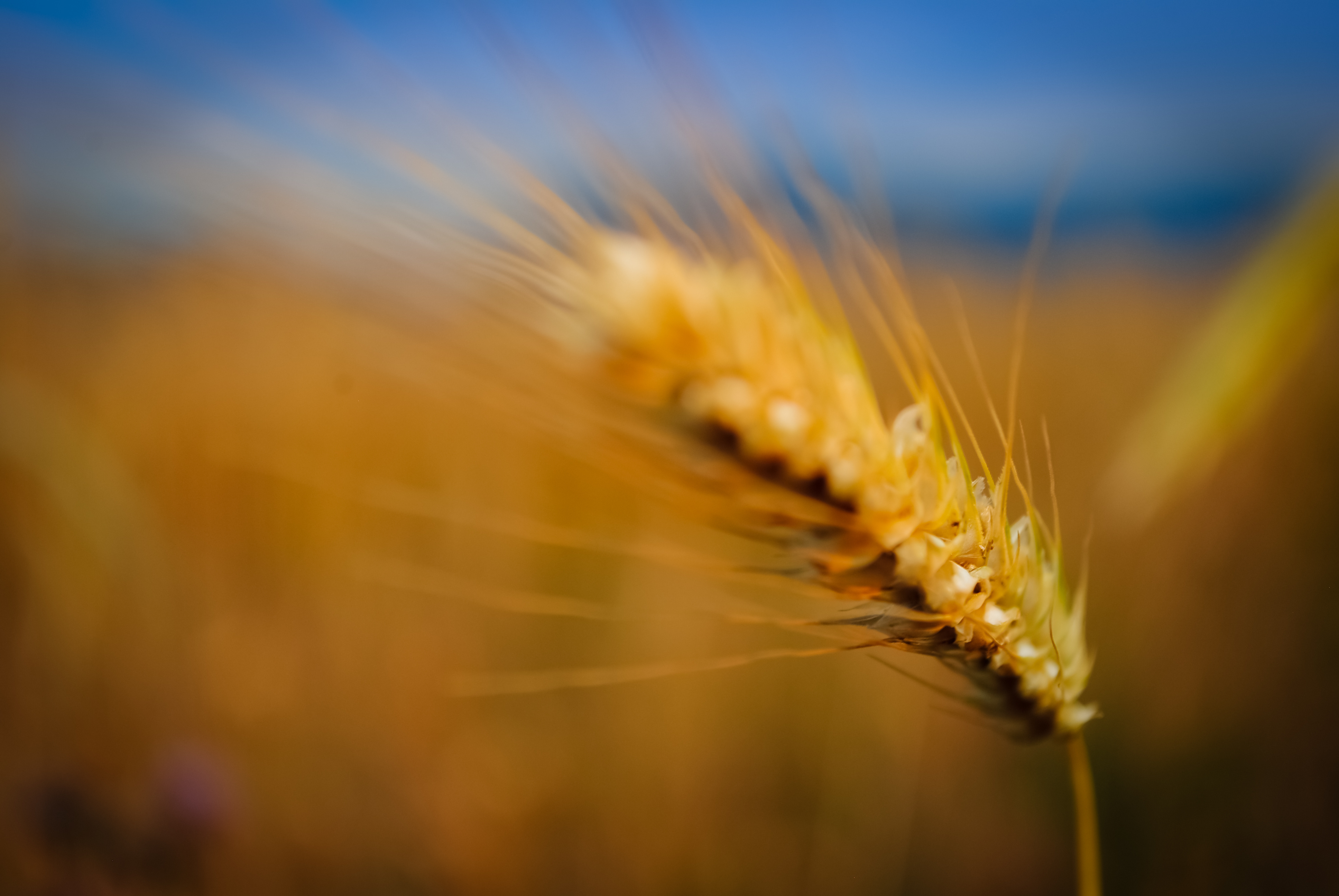 Nature Wheat 4k Ultra HD Wallpaper