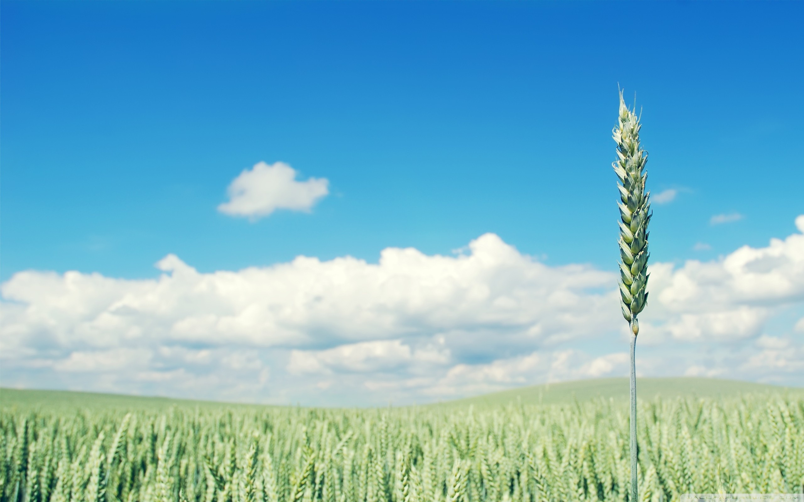 Free download Green Wheat Crop Ultra HD Desktop Background Wallpaper for 4K UHD [2560x1600] for your Desktop, Mobile & Tablet. Explore Crops Wallpaper