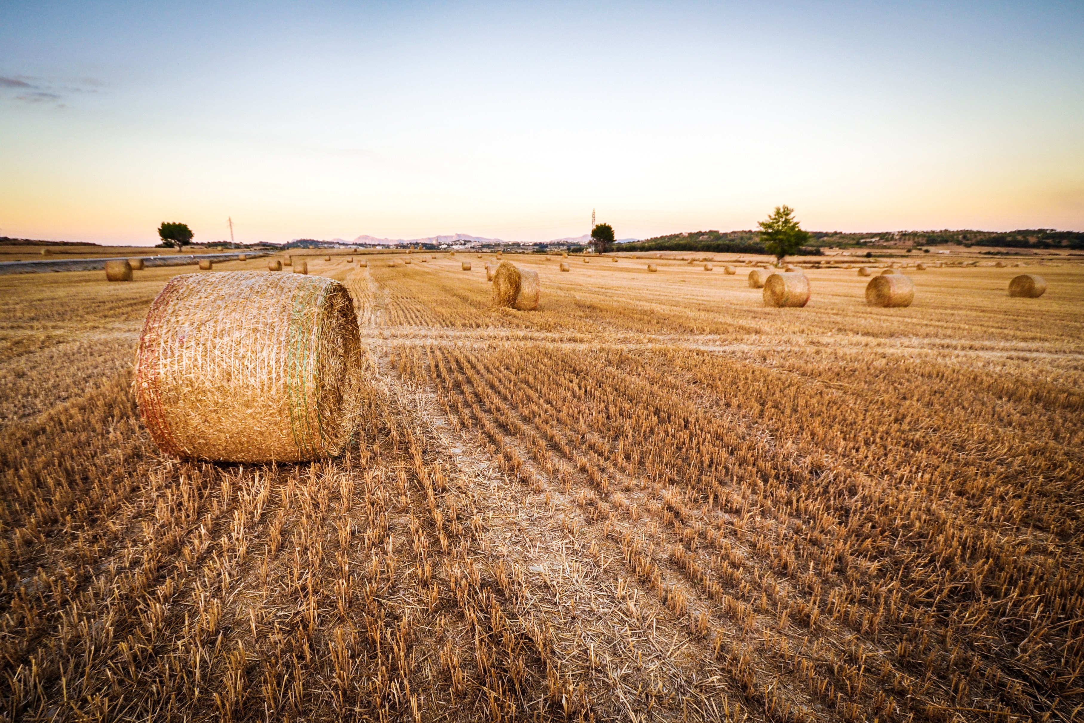 Wallpaper / wheat field agriculture and harvest HD 4k wallpaper free download